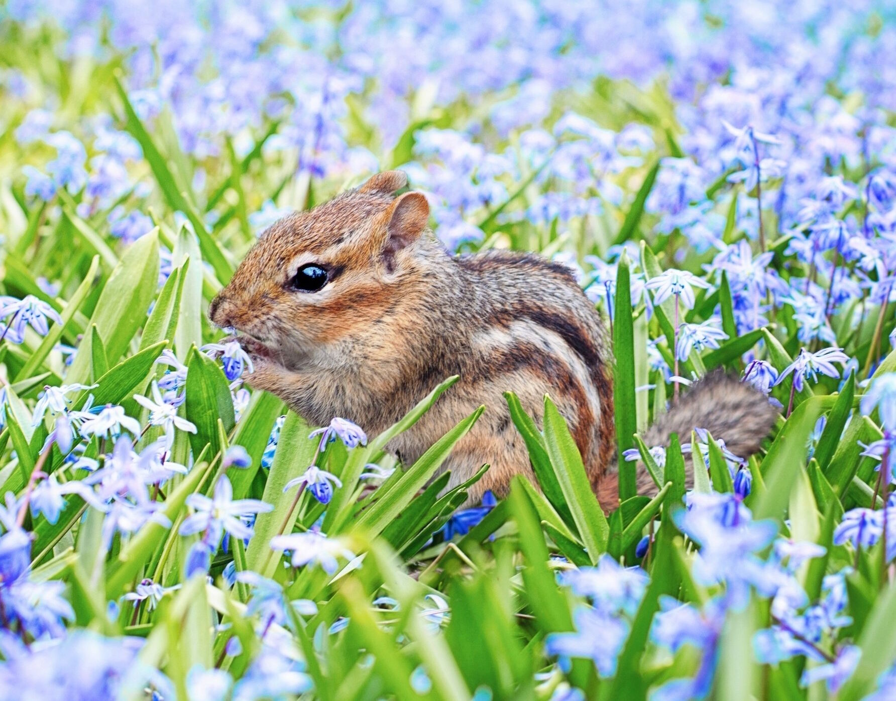 Бурундук в цветочках