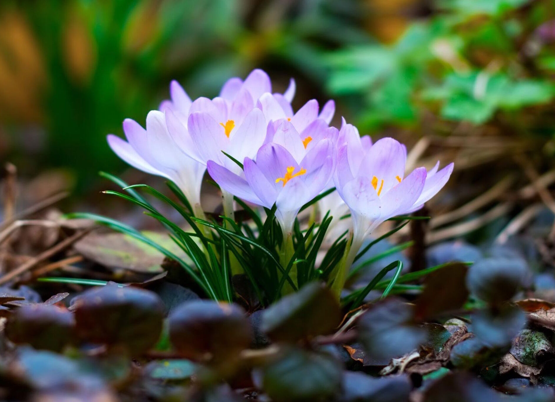 Шафран весенний