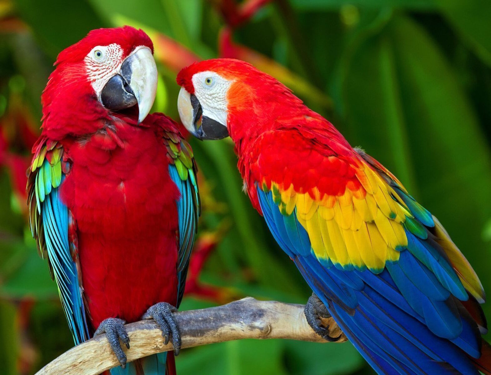 Попугаи в разговоре