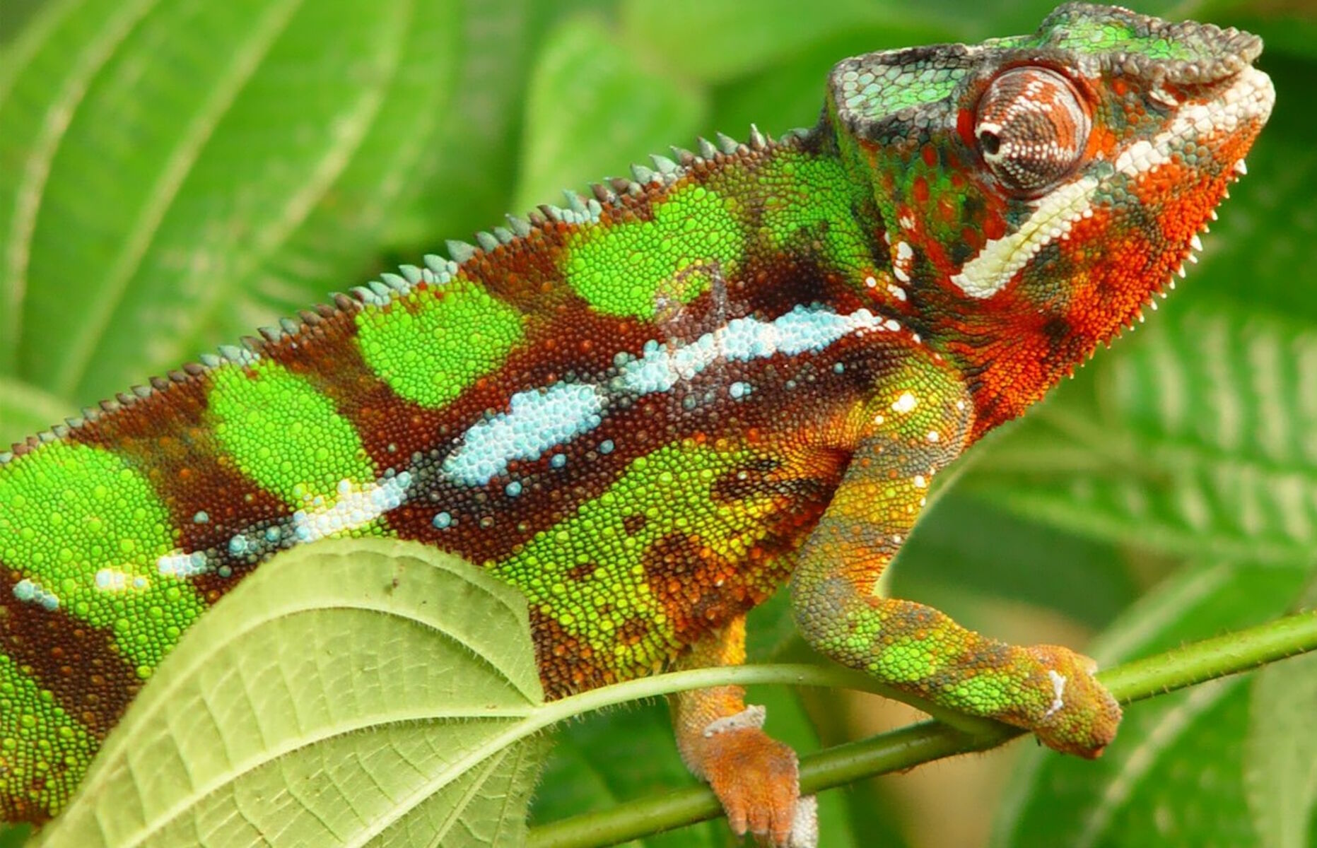 Пантеровый хамелеон