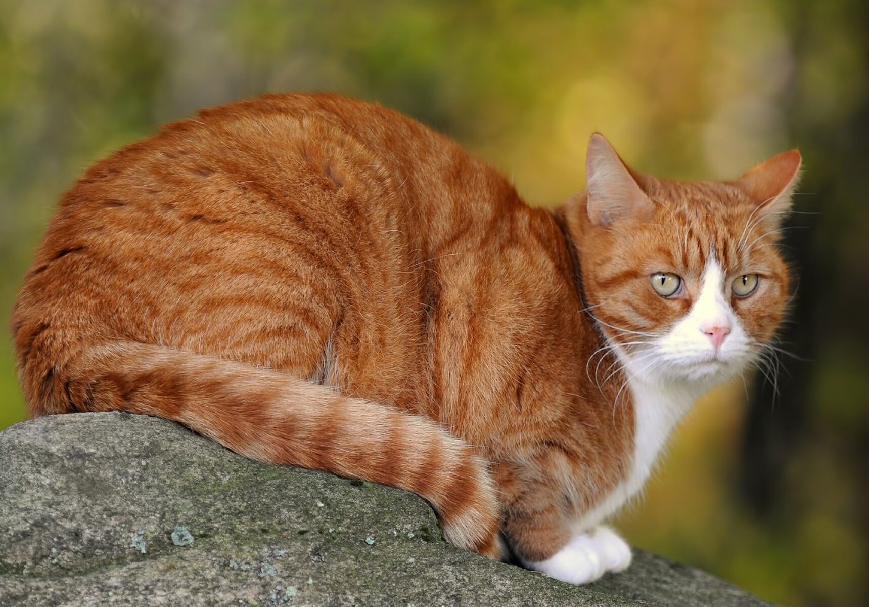 Анатолийская кошка