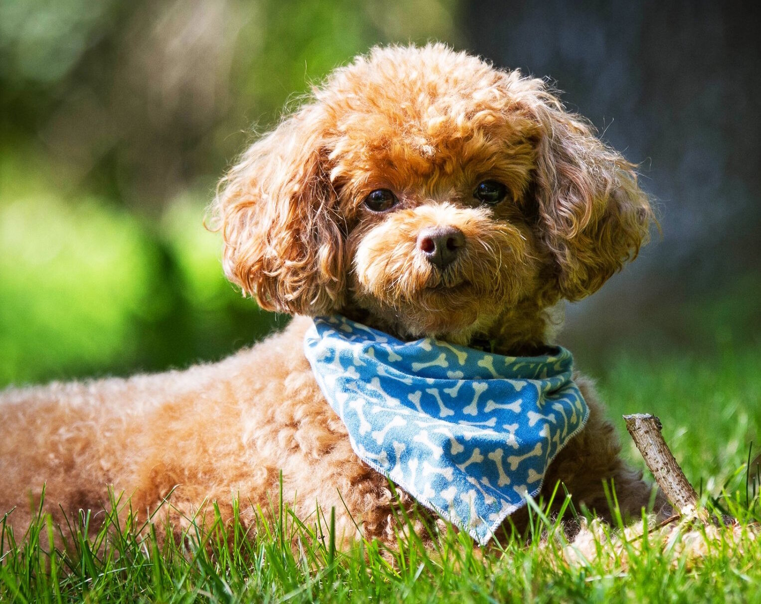 Пудель с платочком