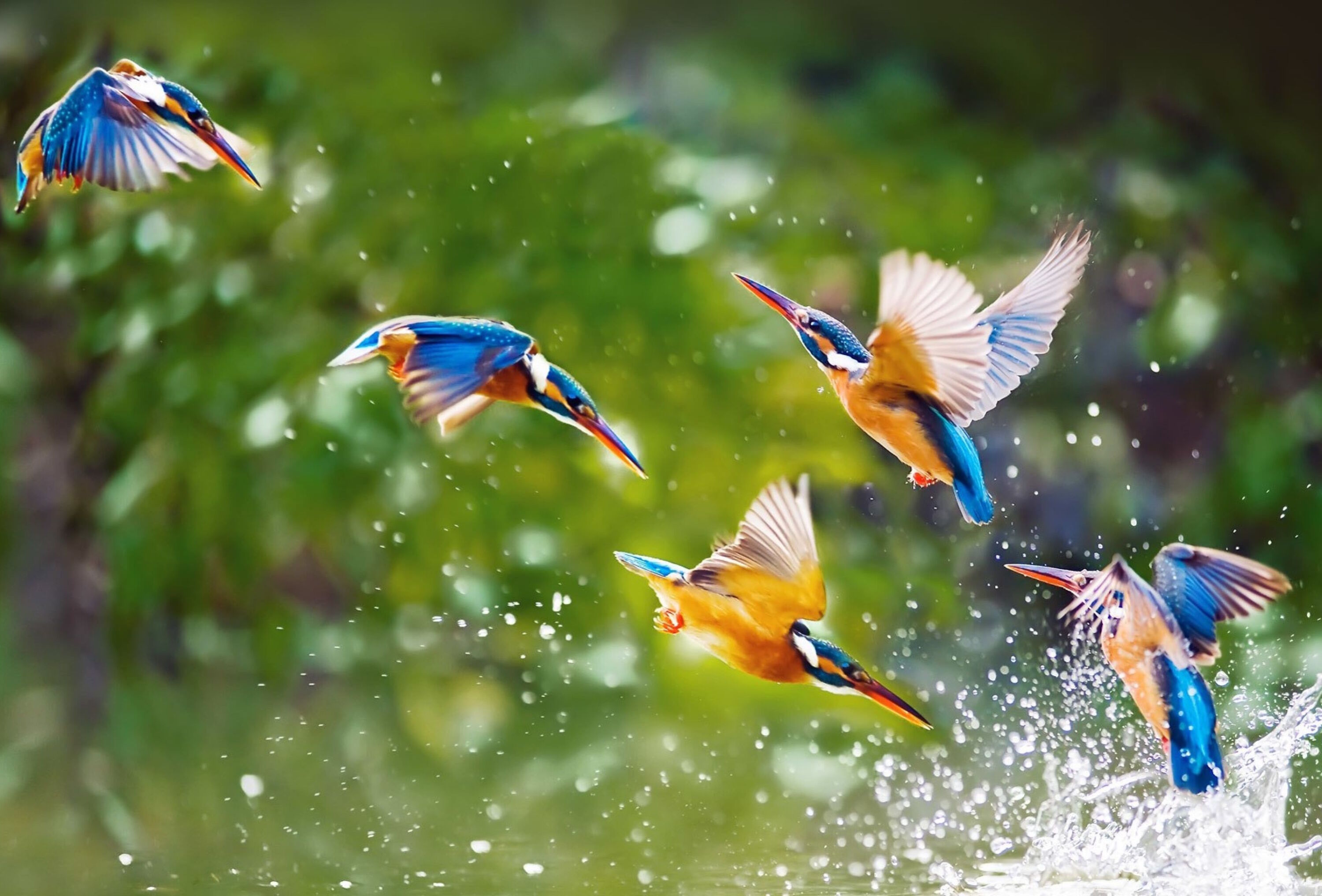 Зимородок на купании