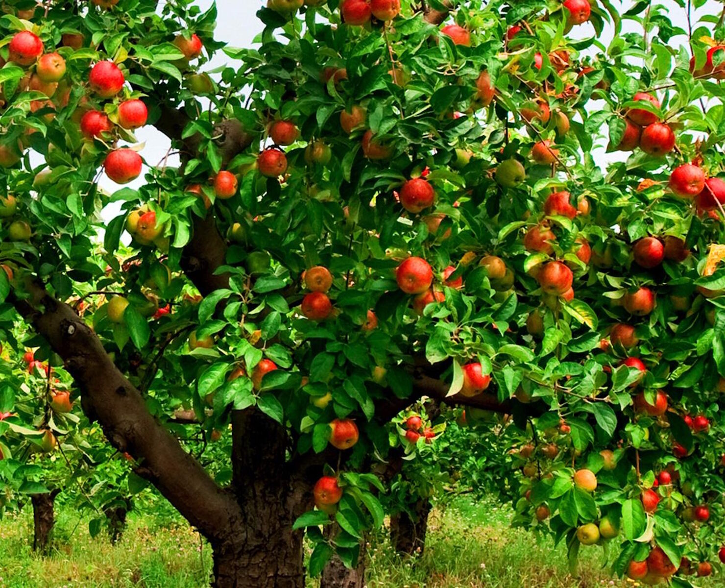 Яблоки на яблоне