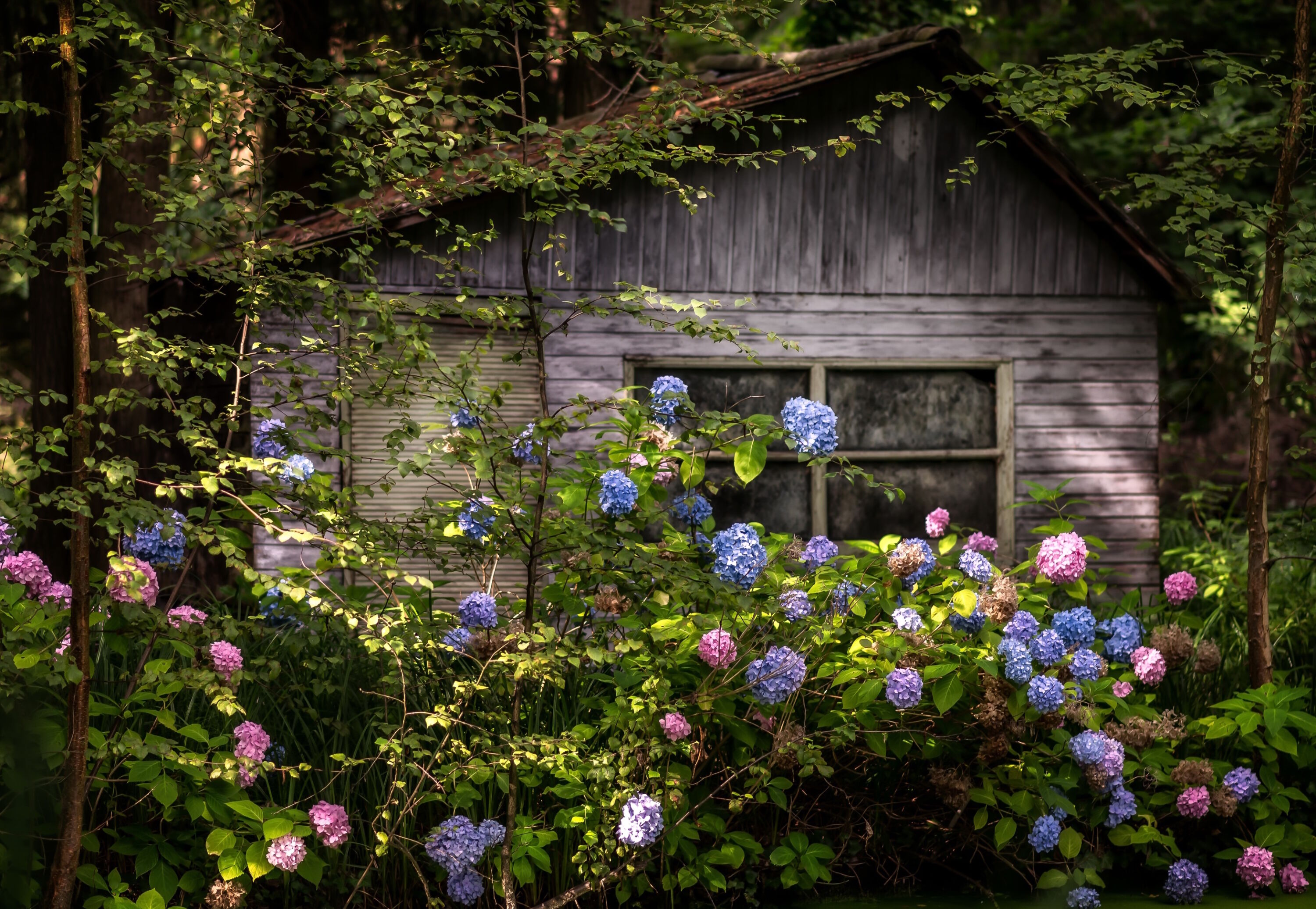 Гортензия у домика
