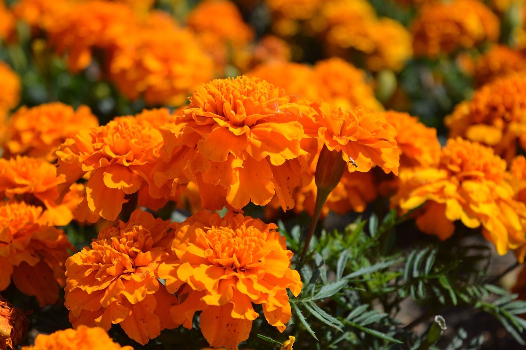 Бархатцы на клумбе