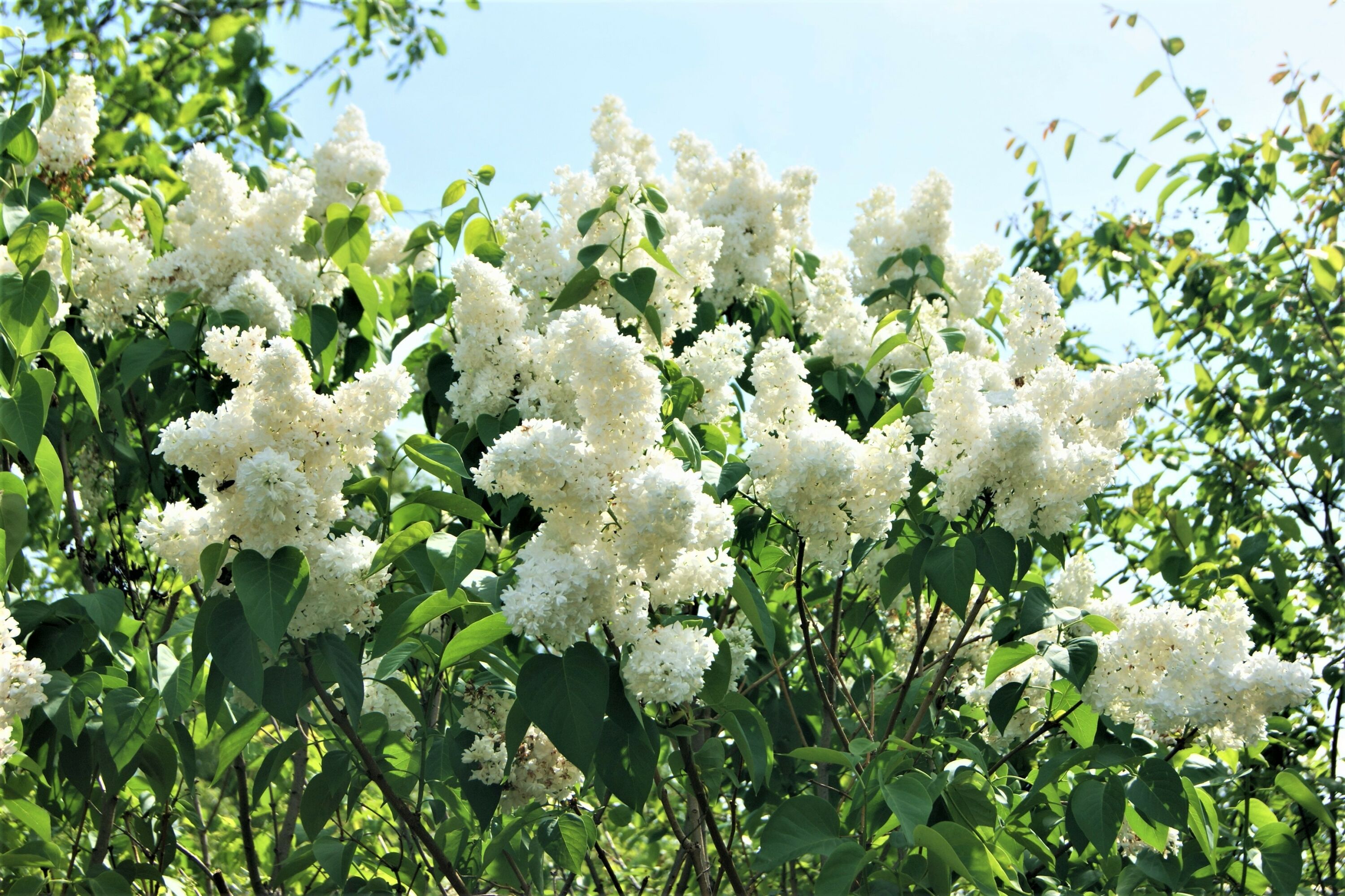 Белая сирень
