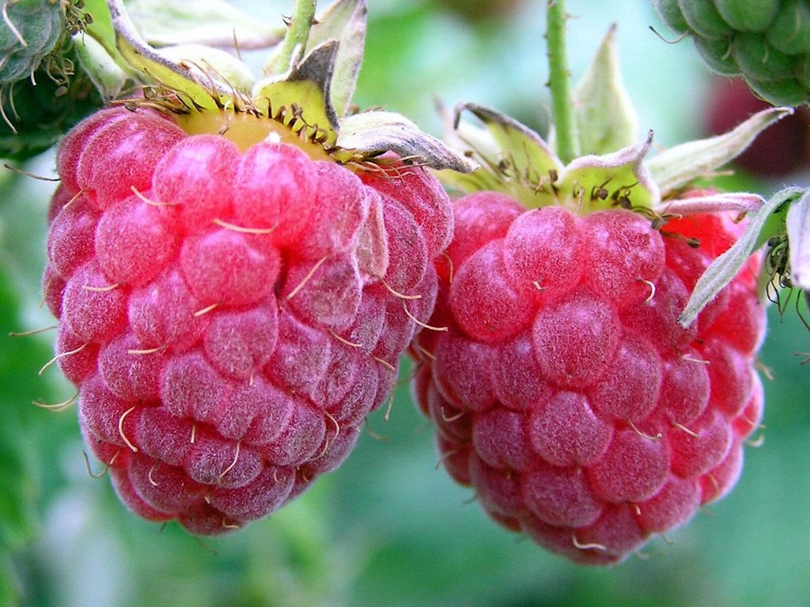 Свежая малинка