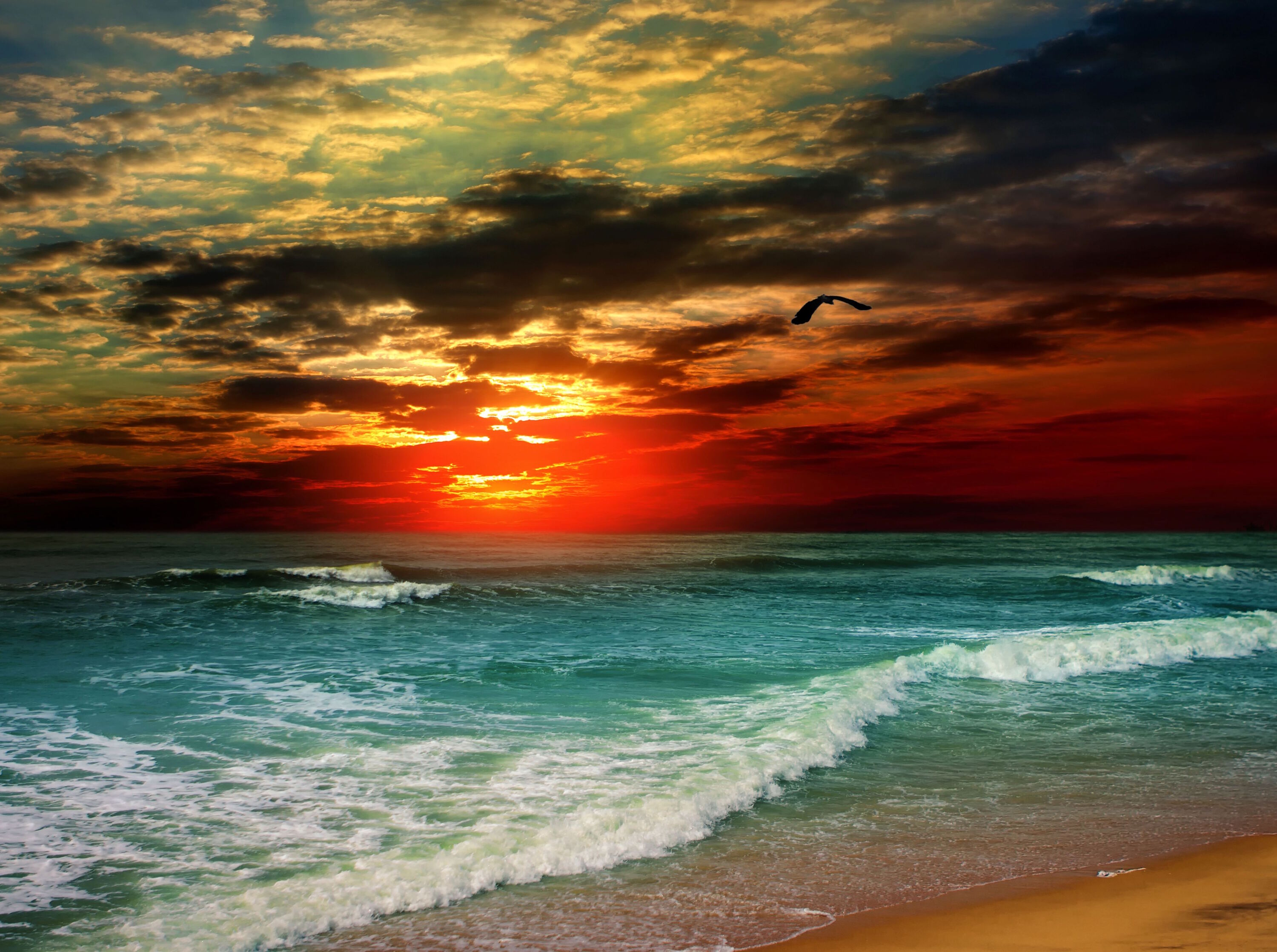 Птица и закат