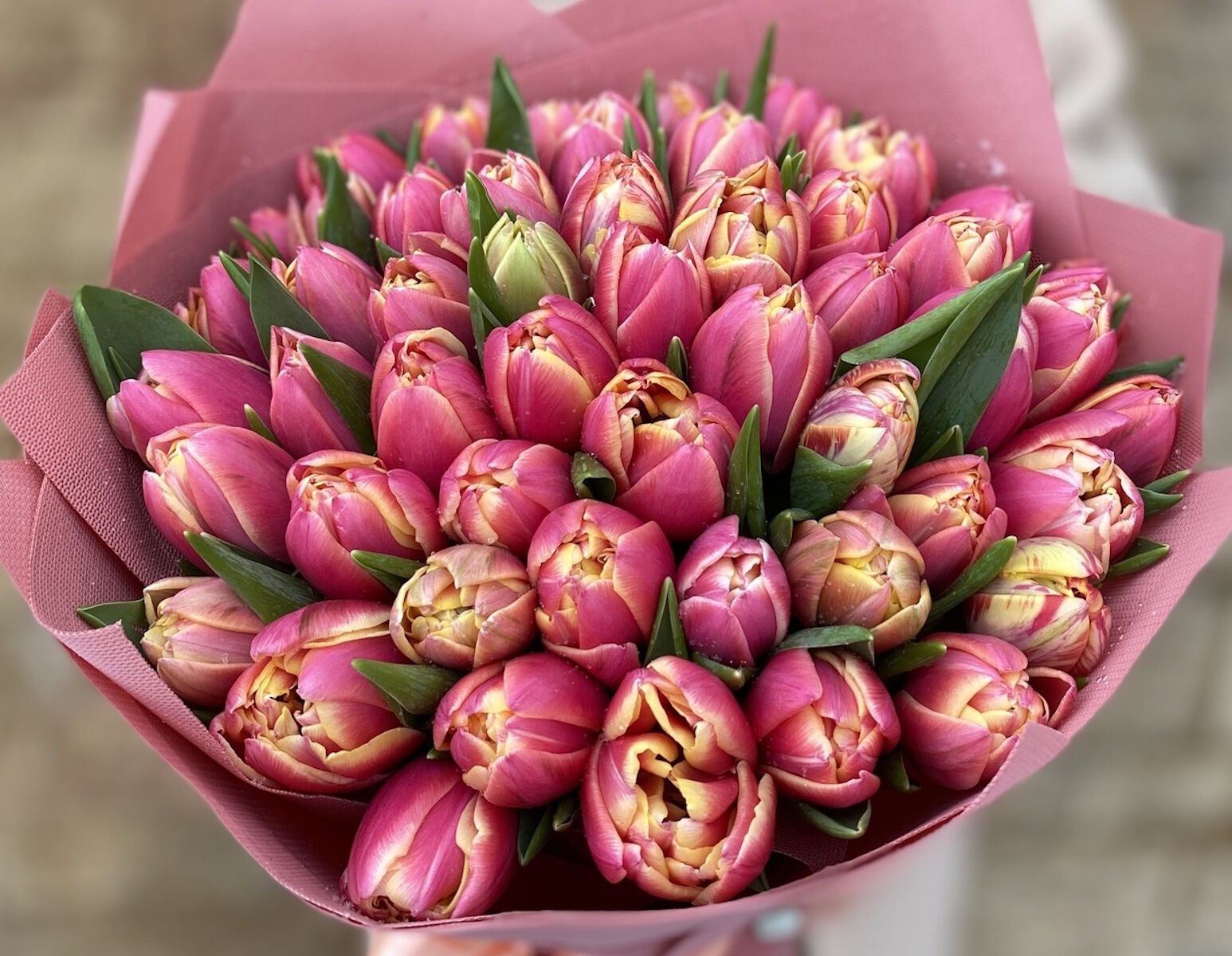 Розово-желтые тюльпаны