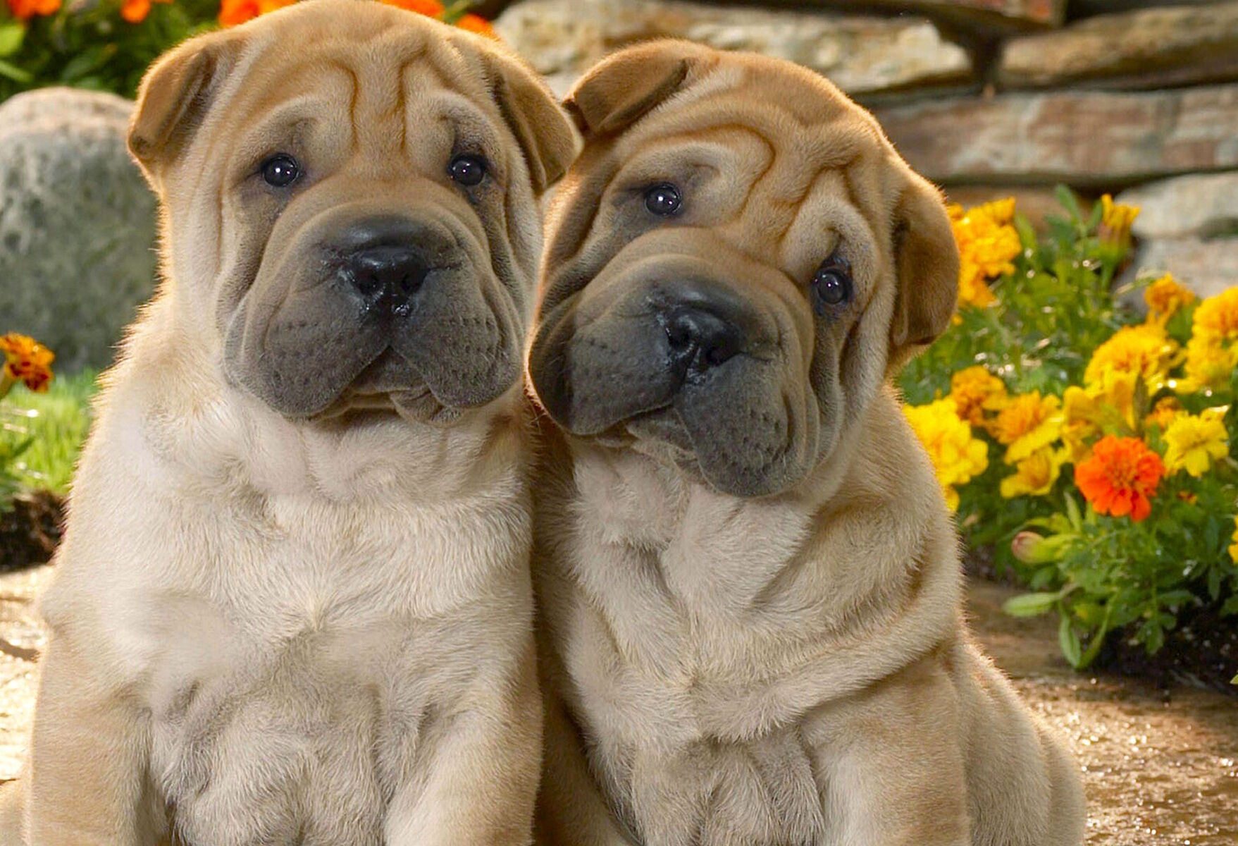 Шарпей щенки