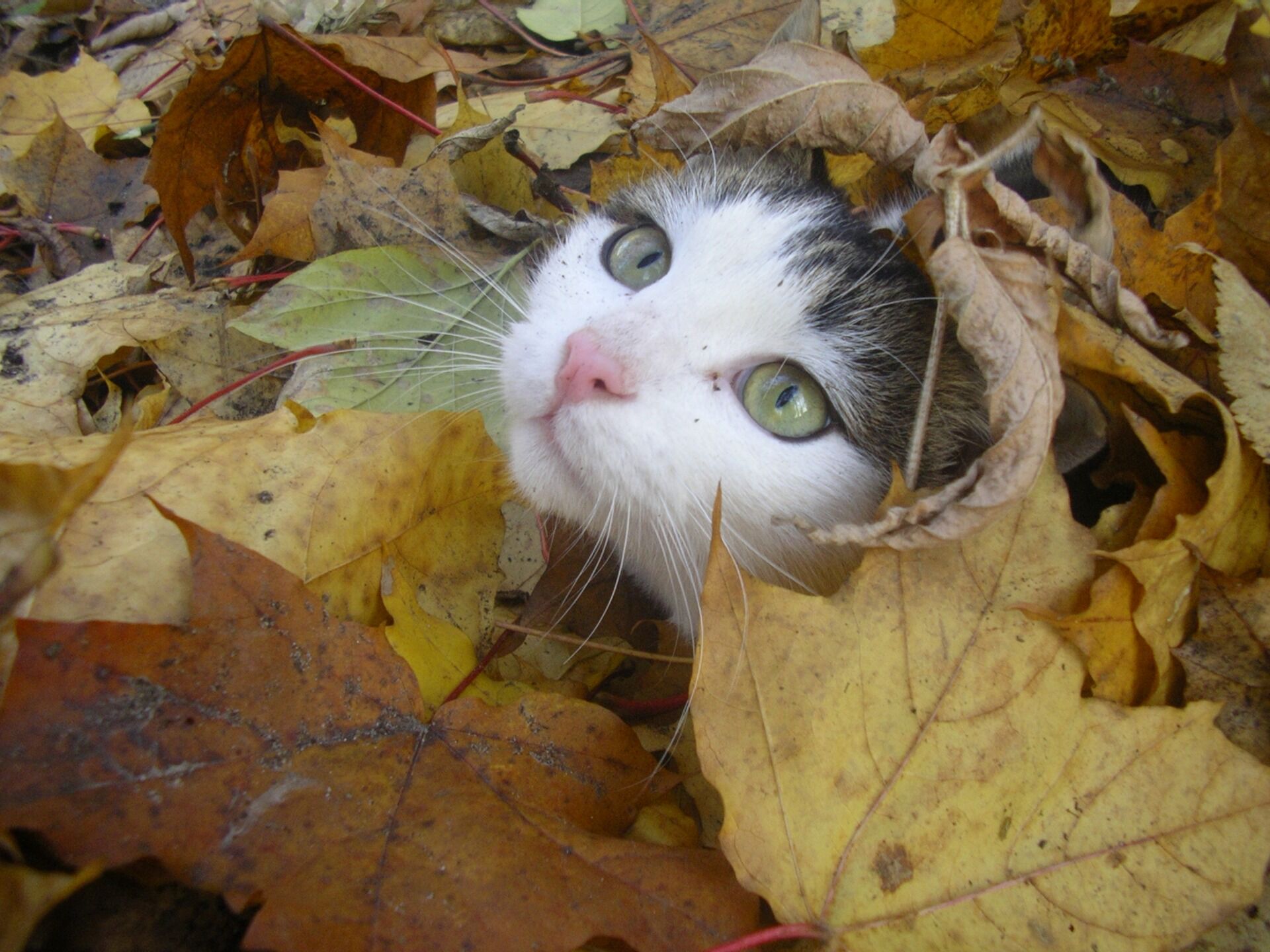 Осенний кот