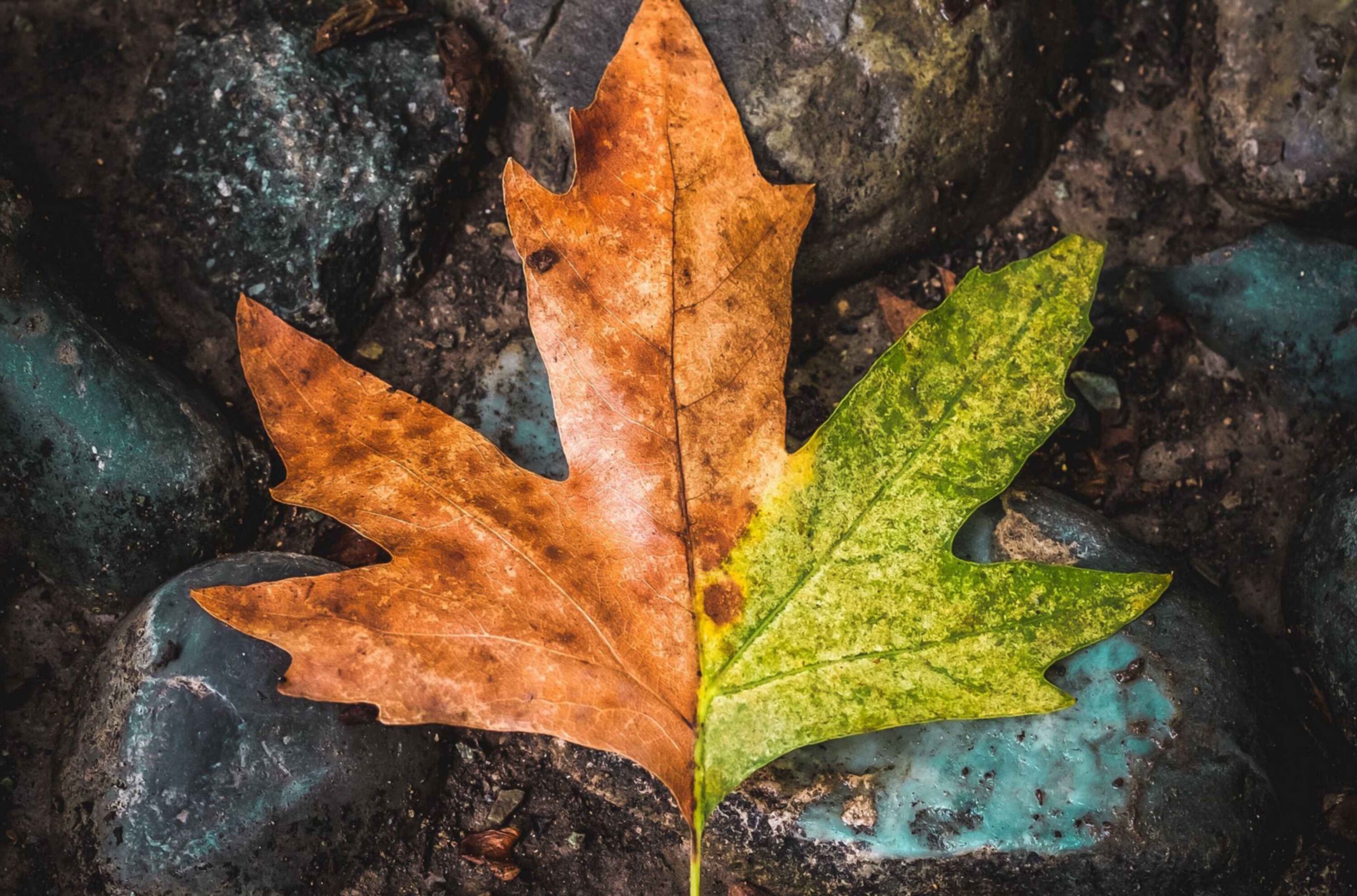 Лист на камнях