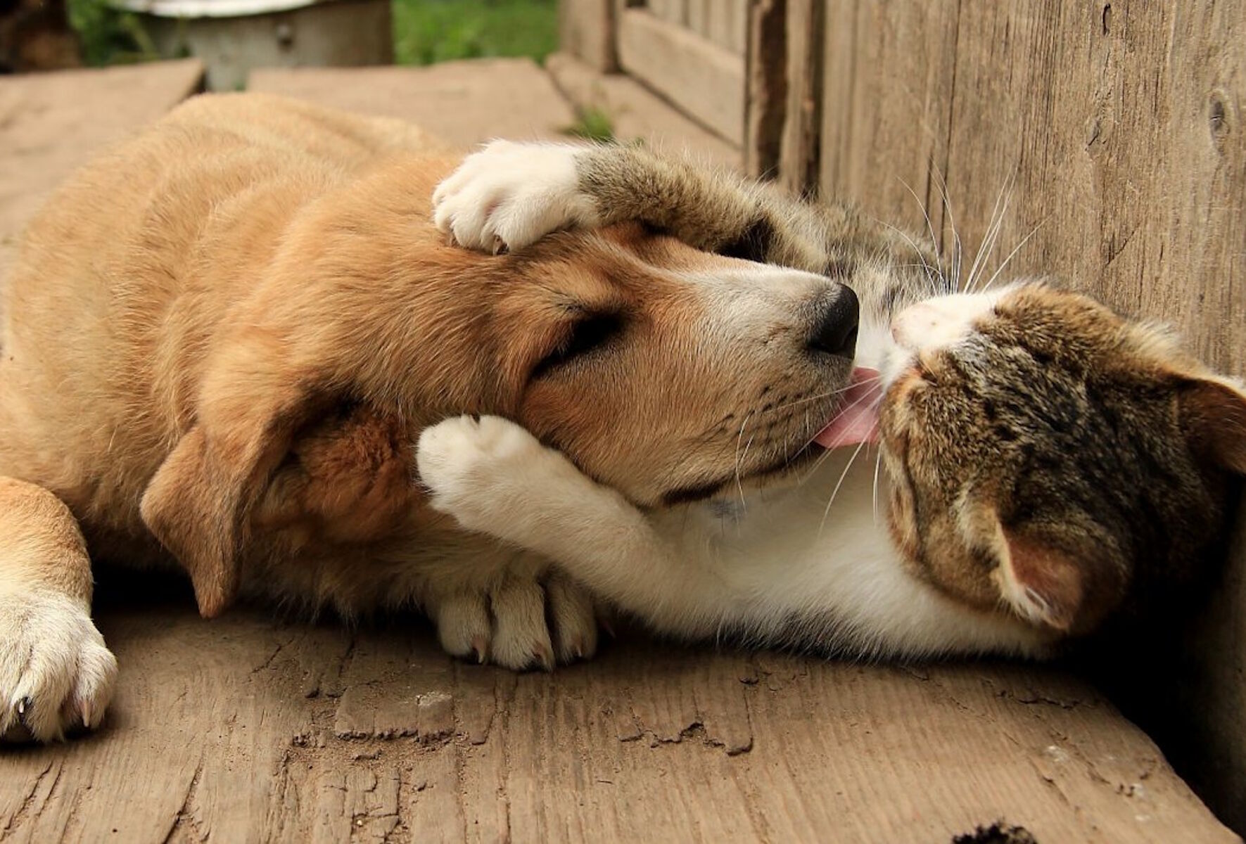 Кошка и щенок