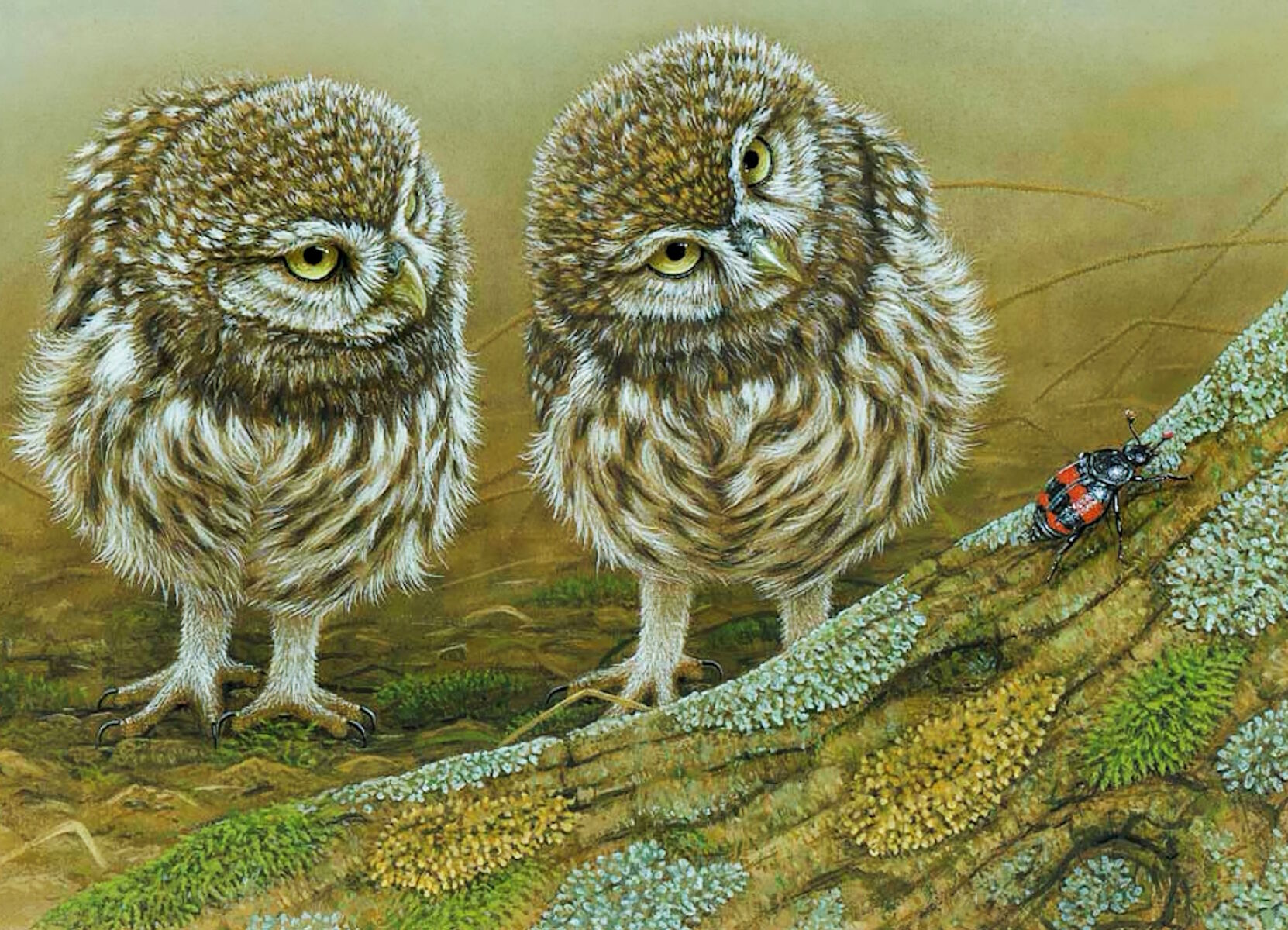 Совы и жучок