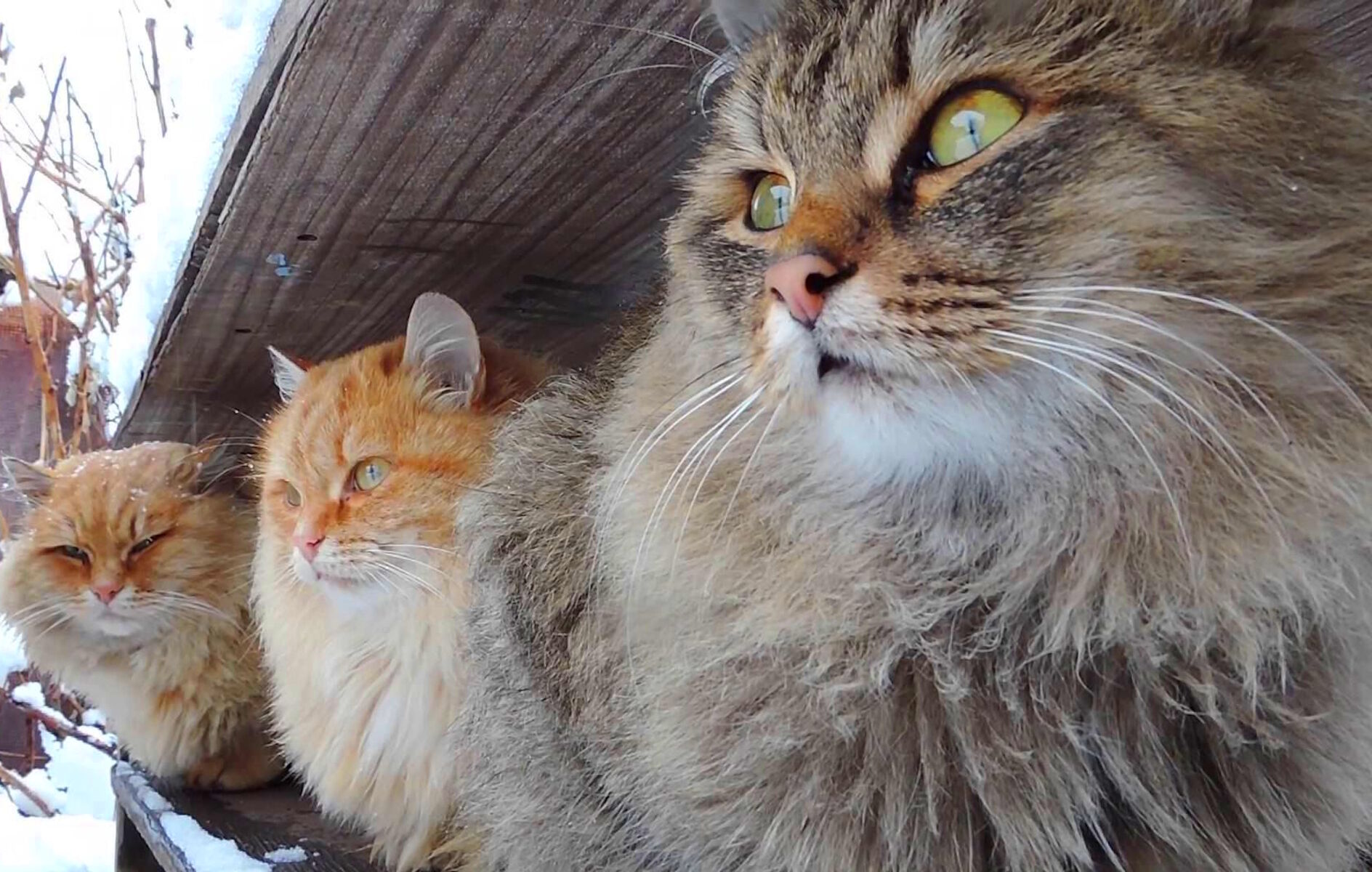 Зимние кошки