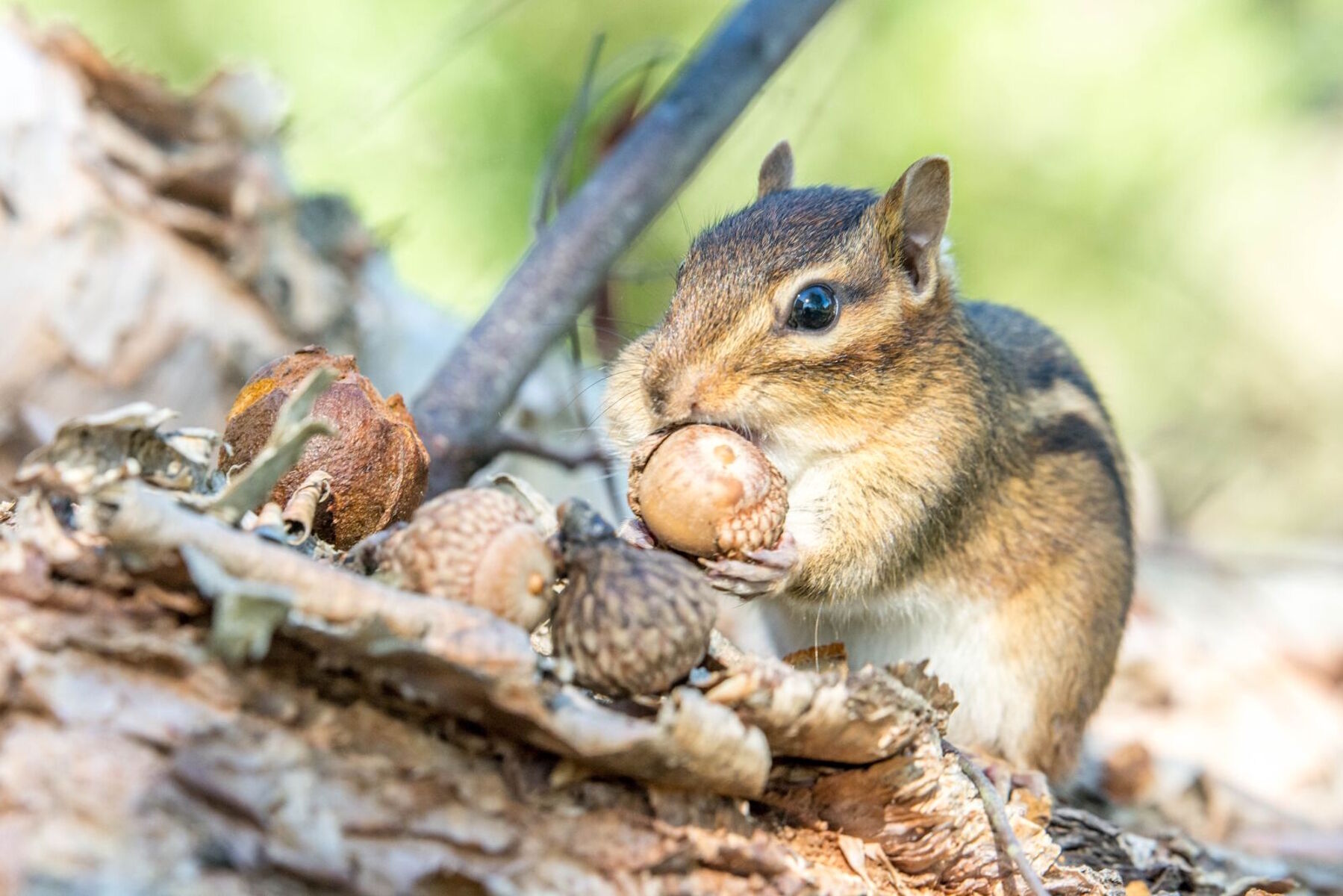 Бурундук и желуди