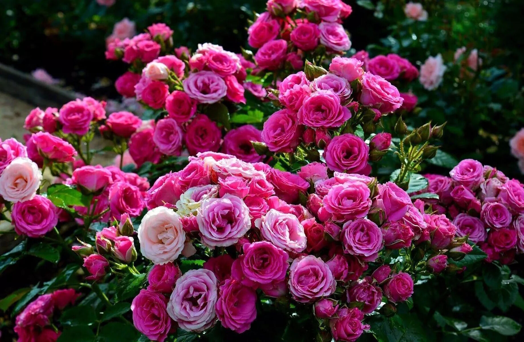 Роза Лавли Лидия