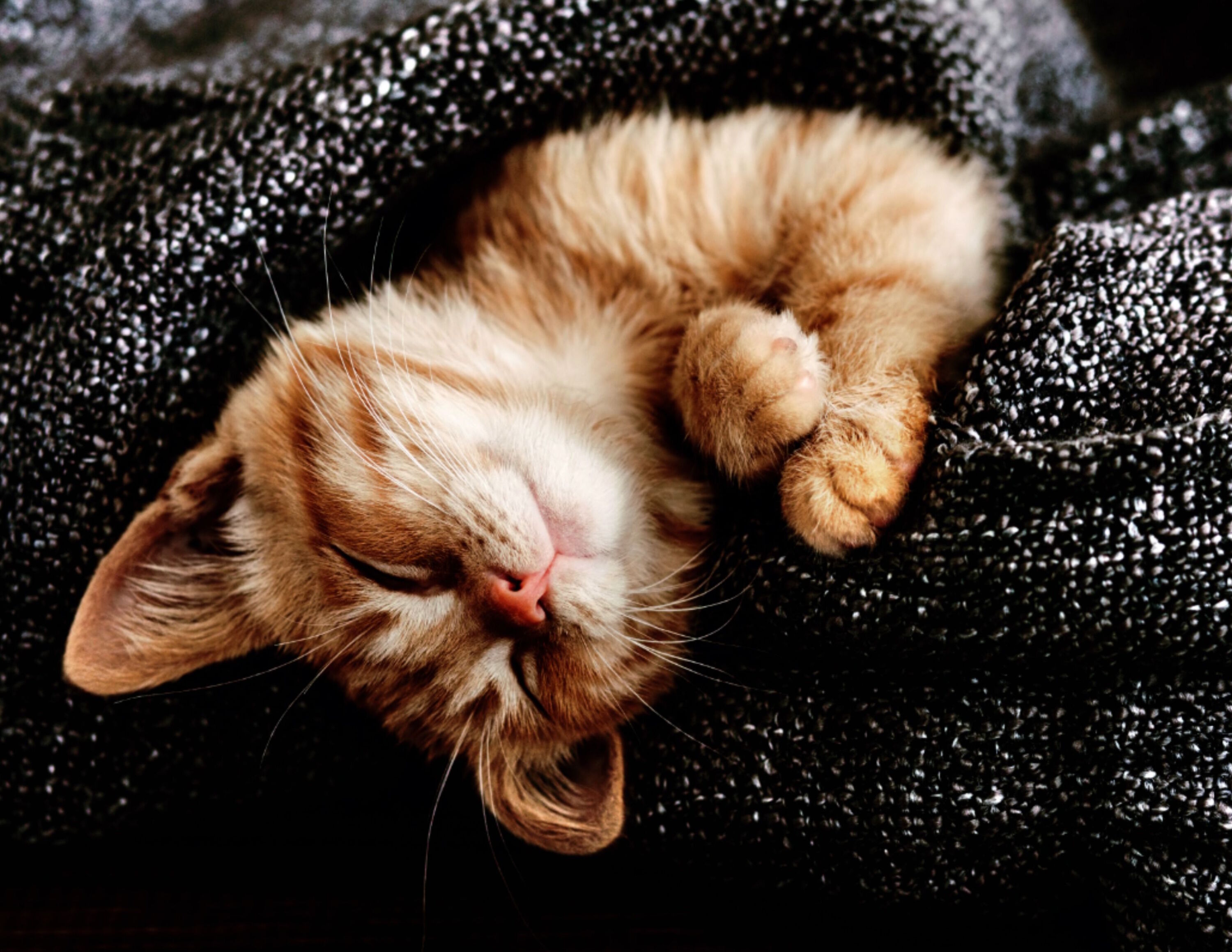 Спит котенок