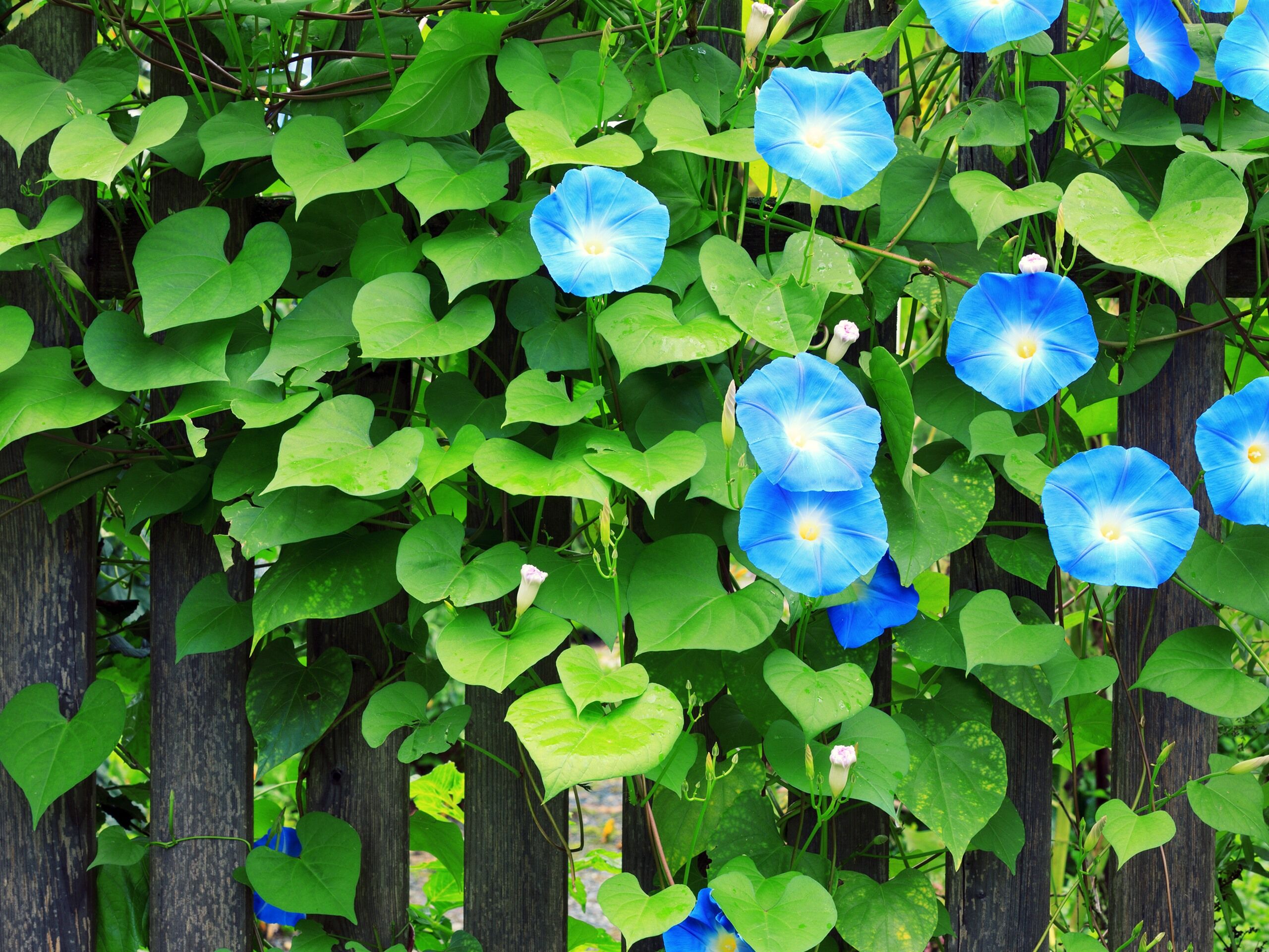 Ипомея на заборе