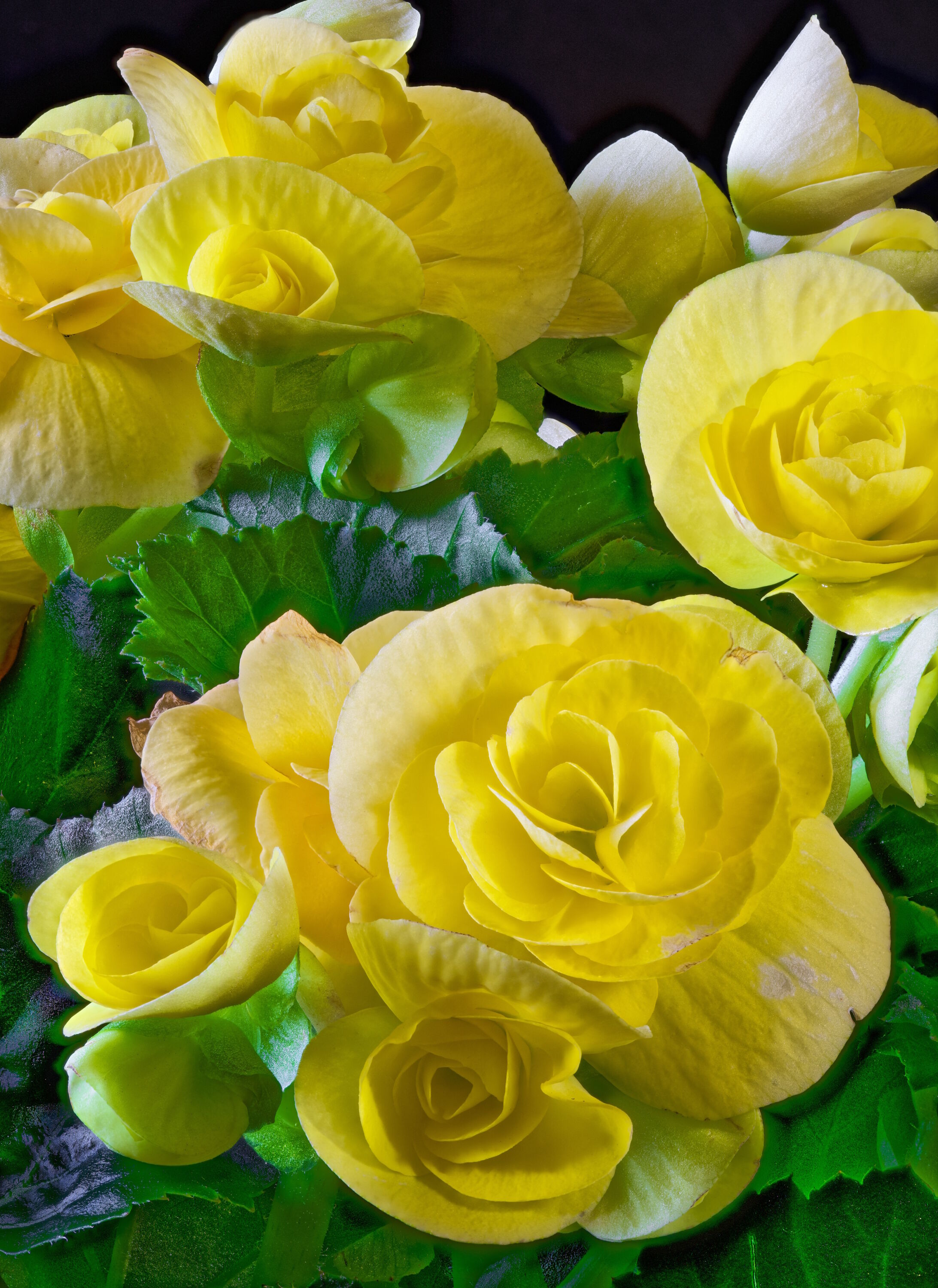 Желтые цвета цветы