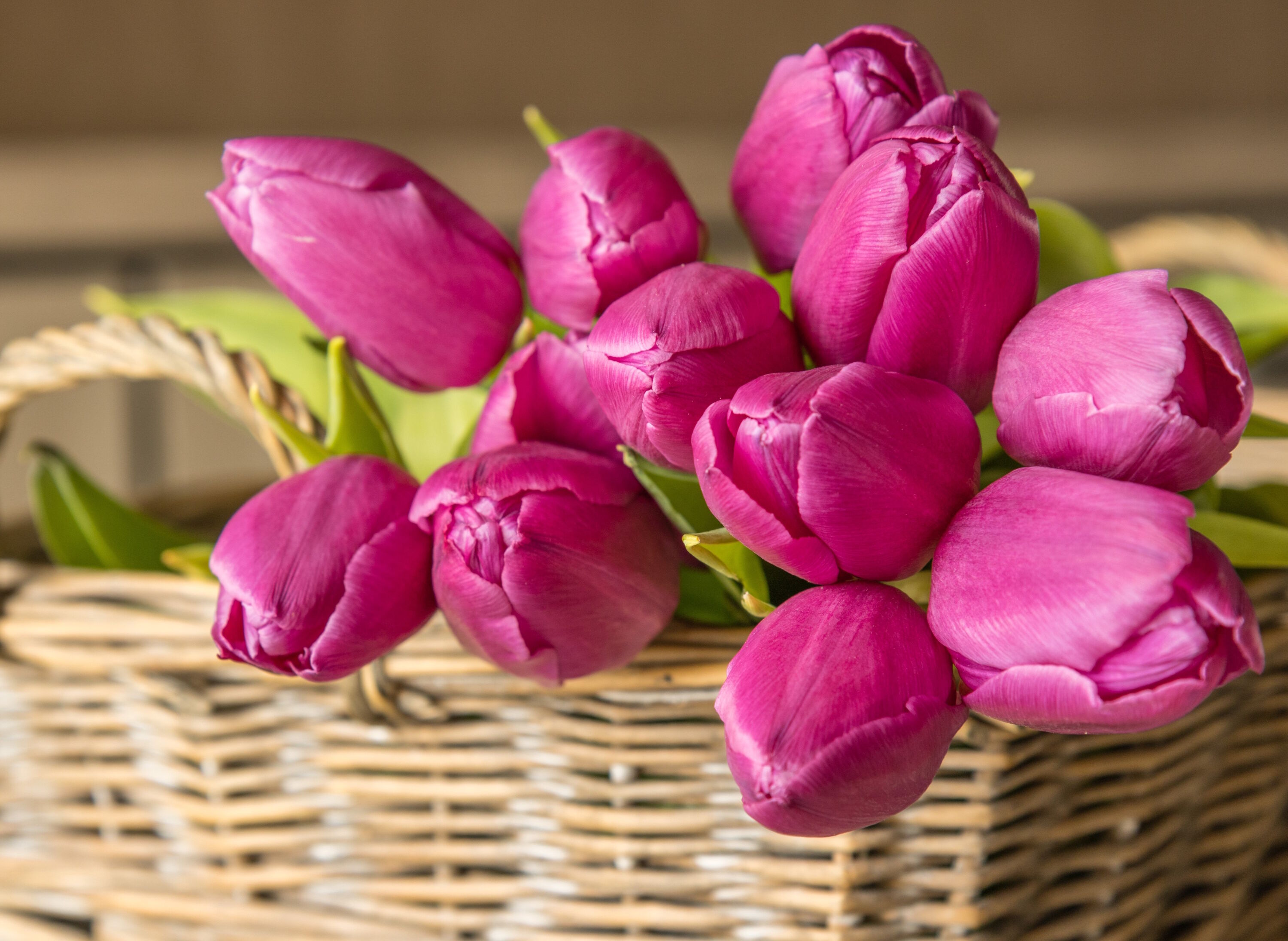 Тюльпаны малиновые