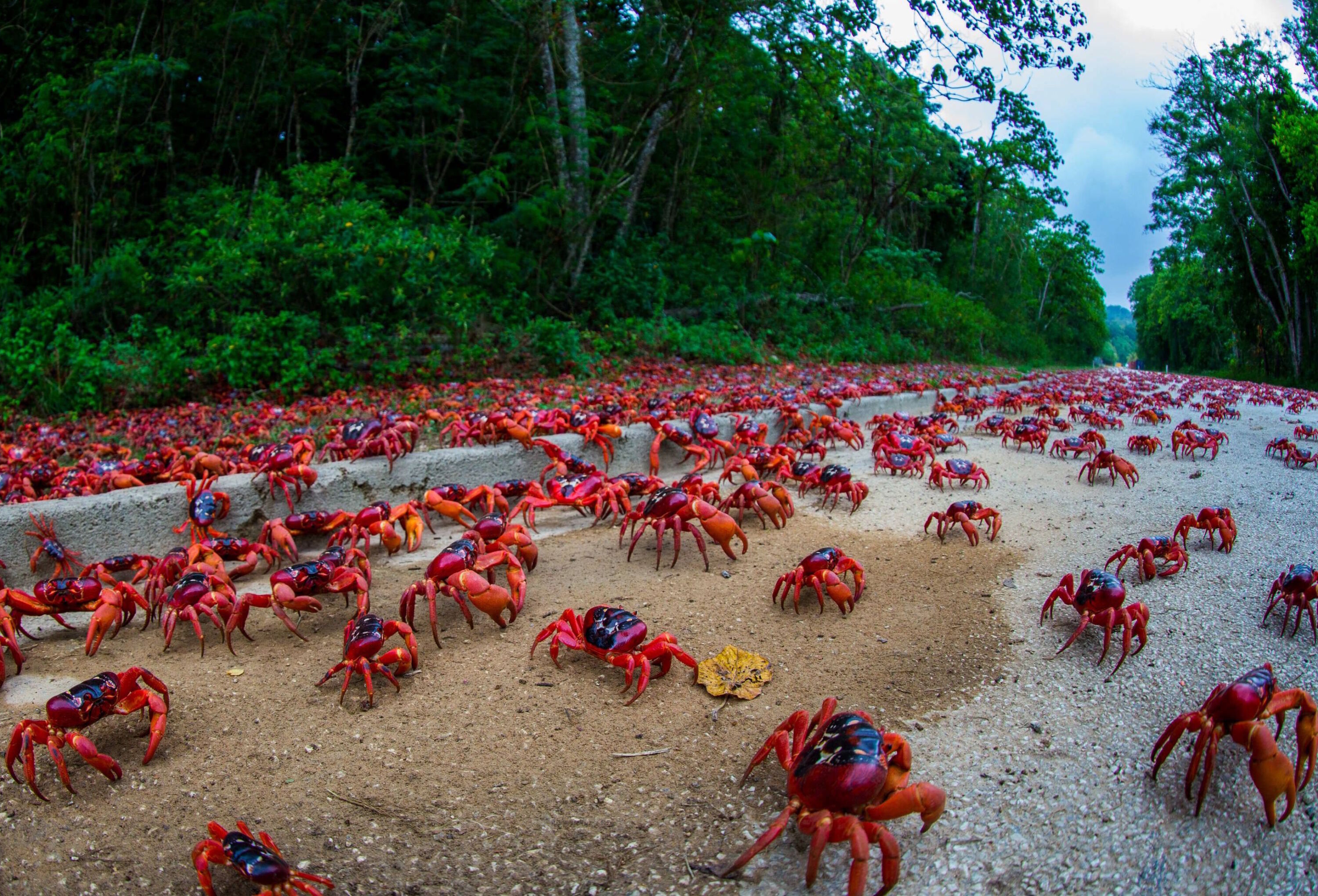 Красные крабы