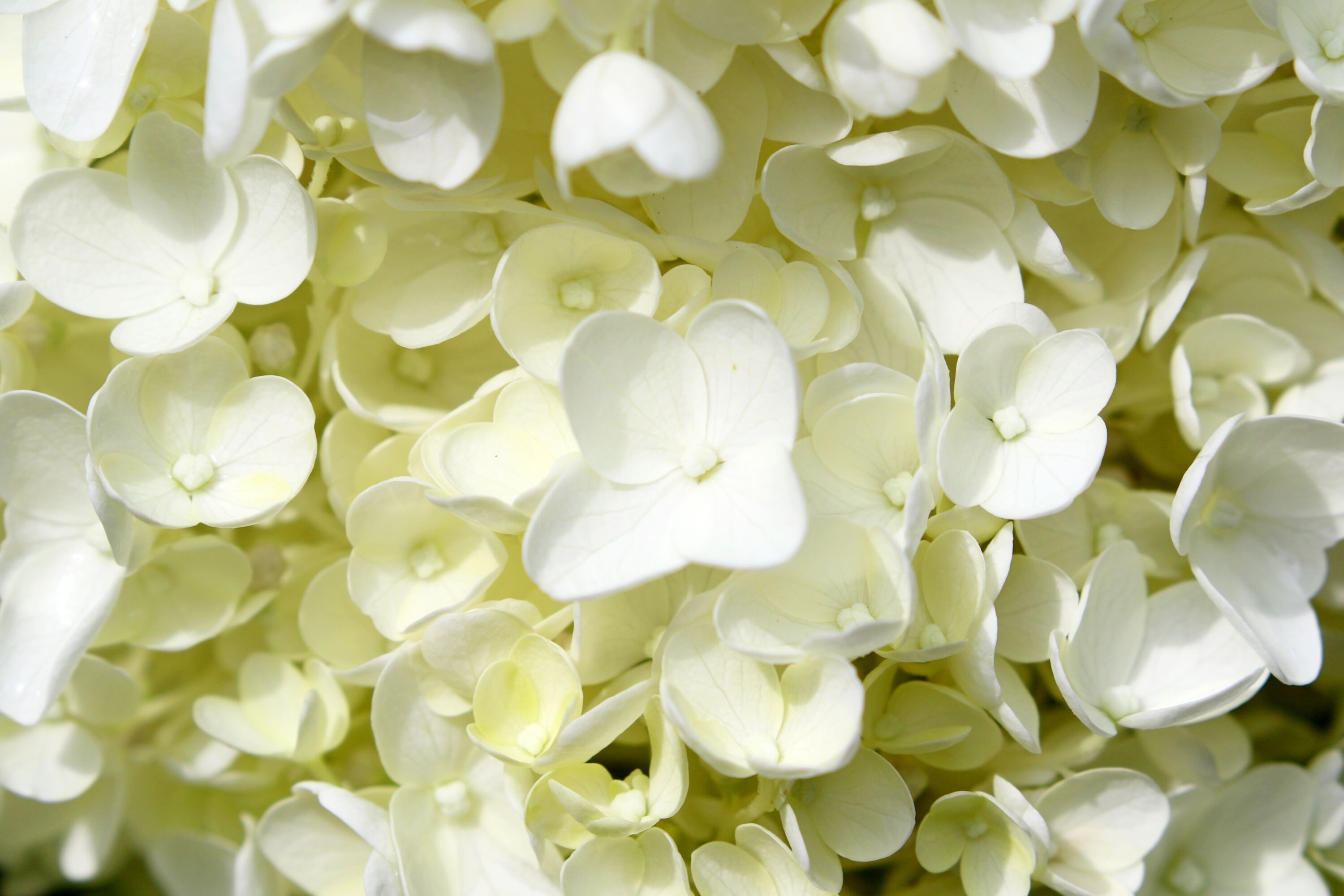 Белая гортензия