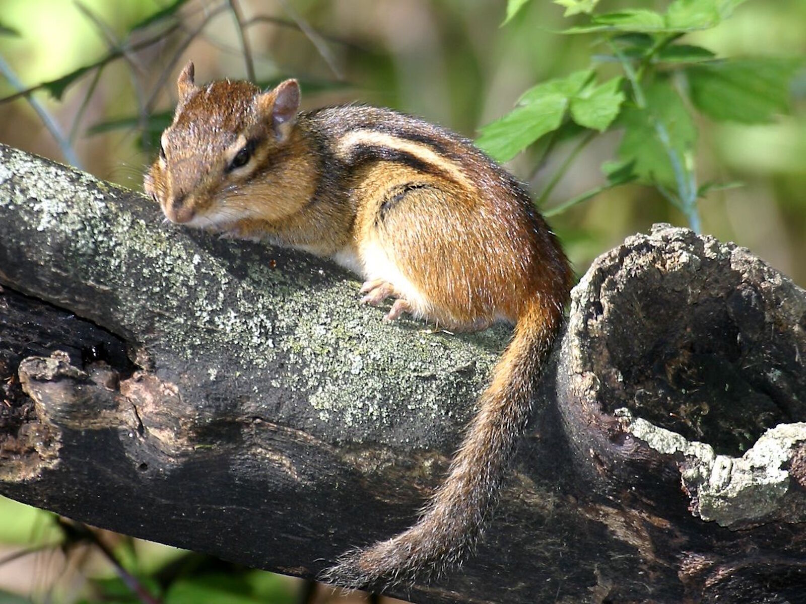 Бурундук на ветке