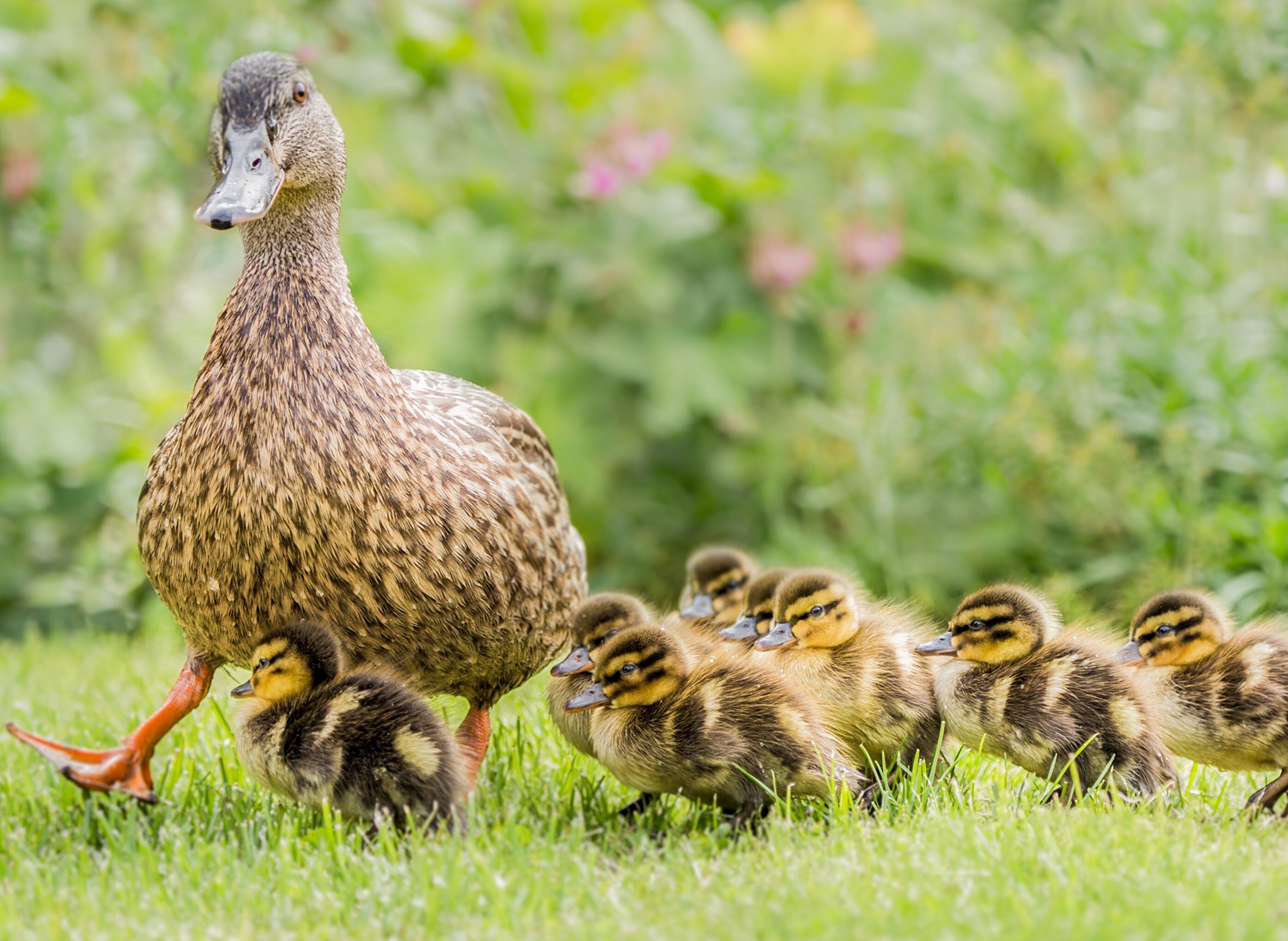 Утка с утятками