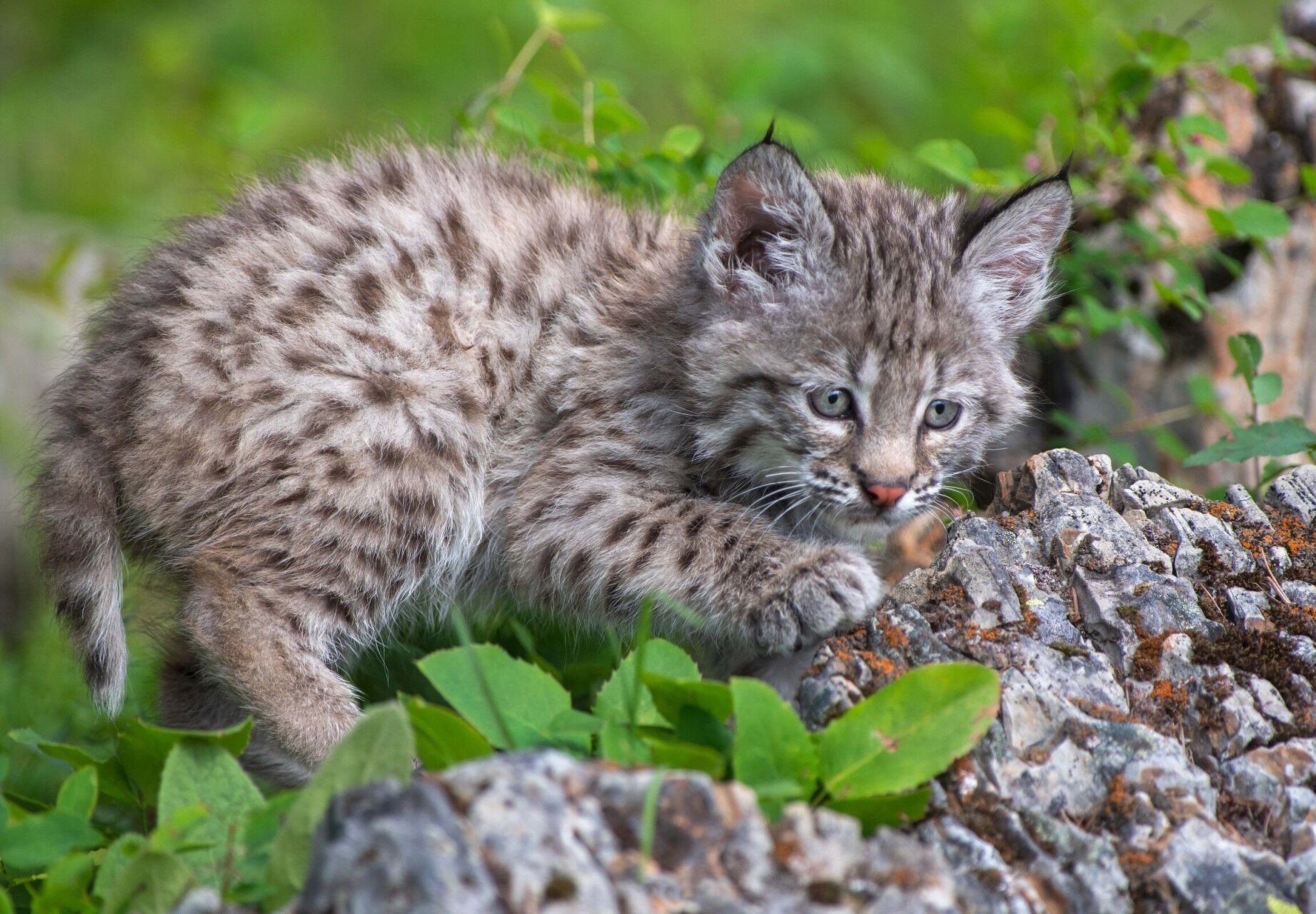 Бобкэт рысь