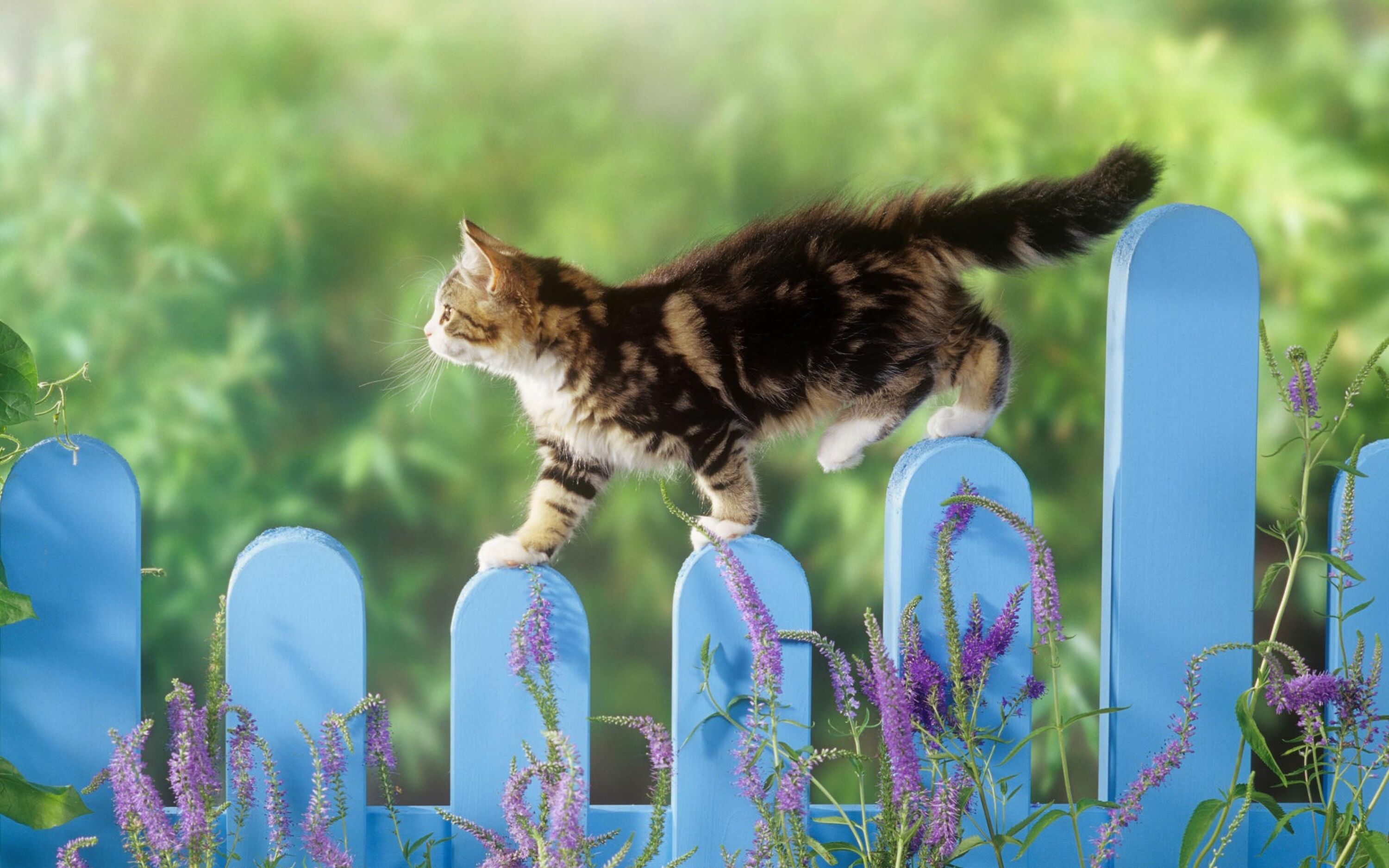 Кошка на заборе