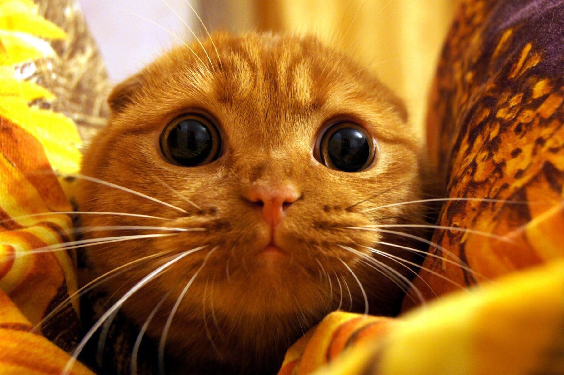 Испуганный котик