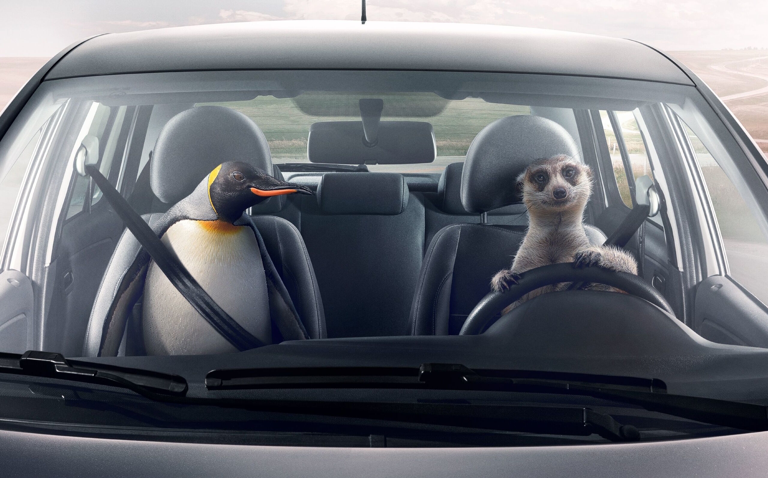 Пингвин и сурикат