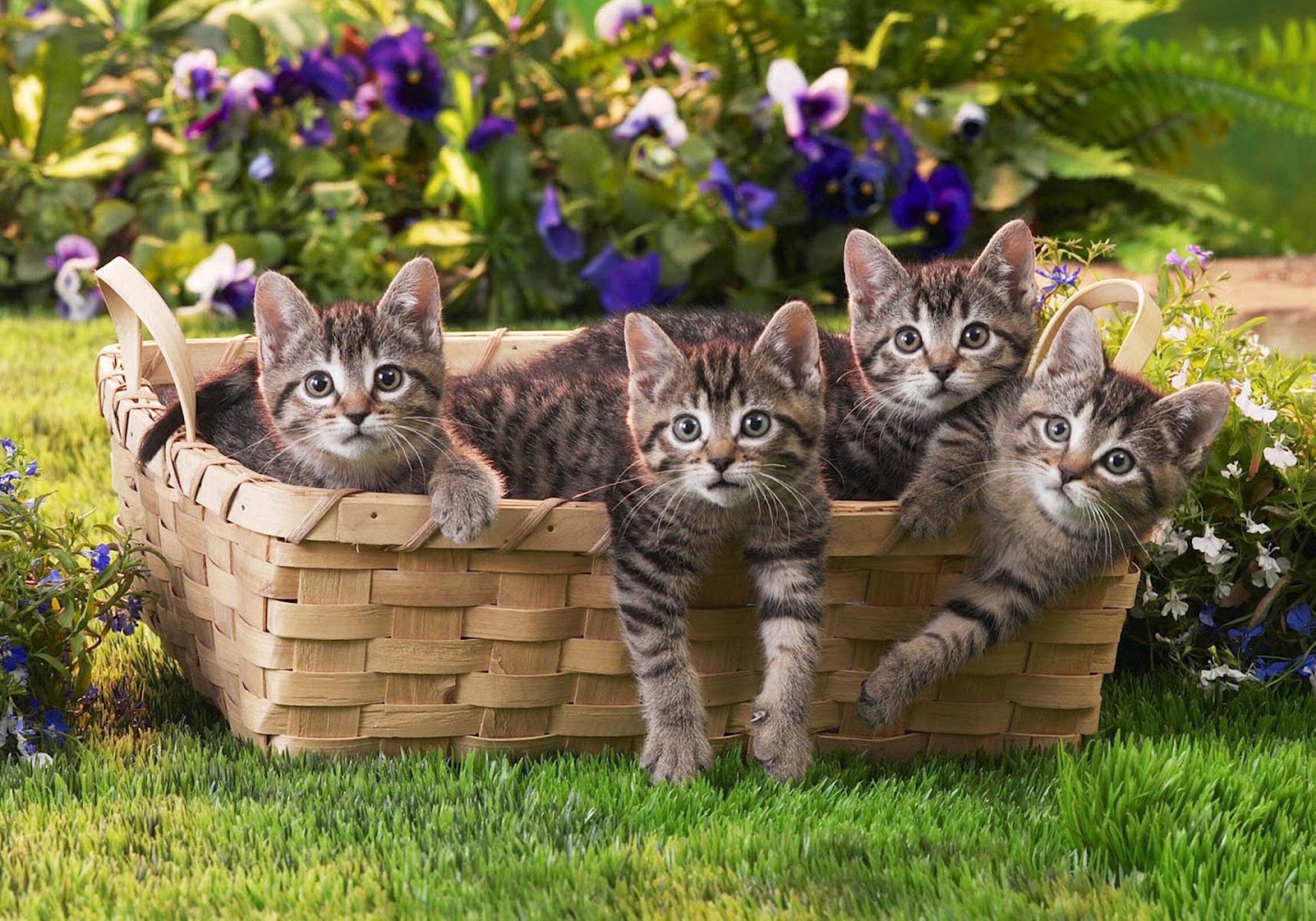 Европейские котята в корзине