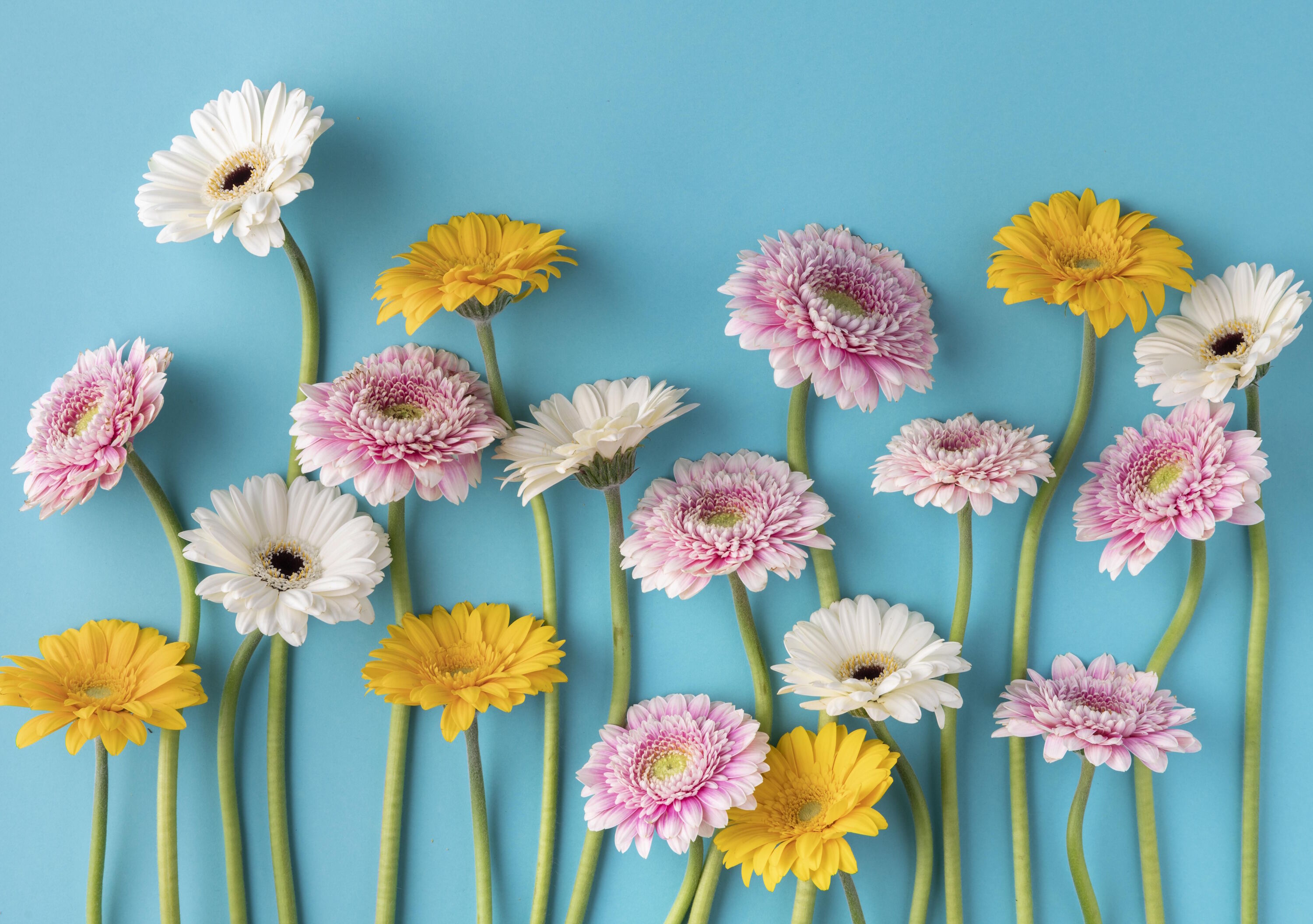 Нежные разноцветные цветы