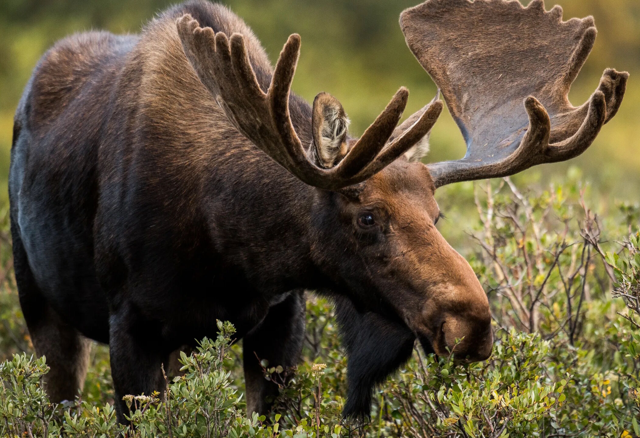 Лось на поляне