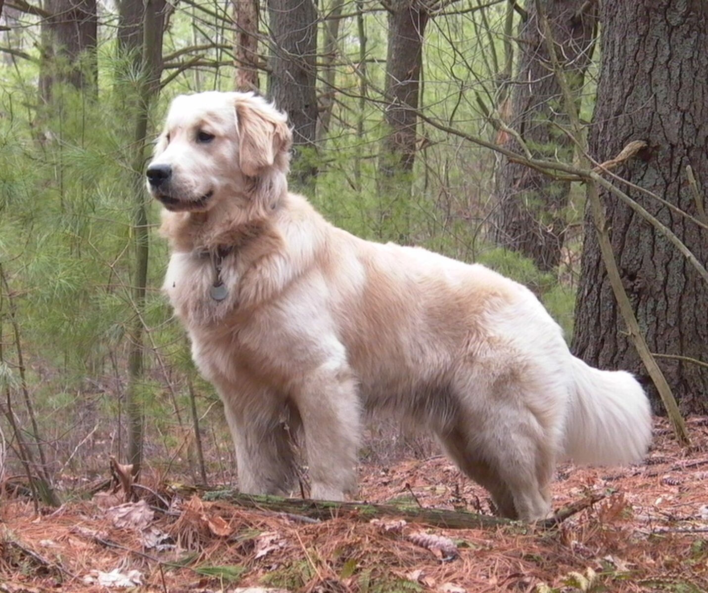 Золотистый ретривер в лесу