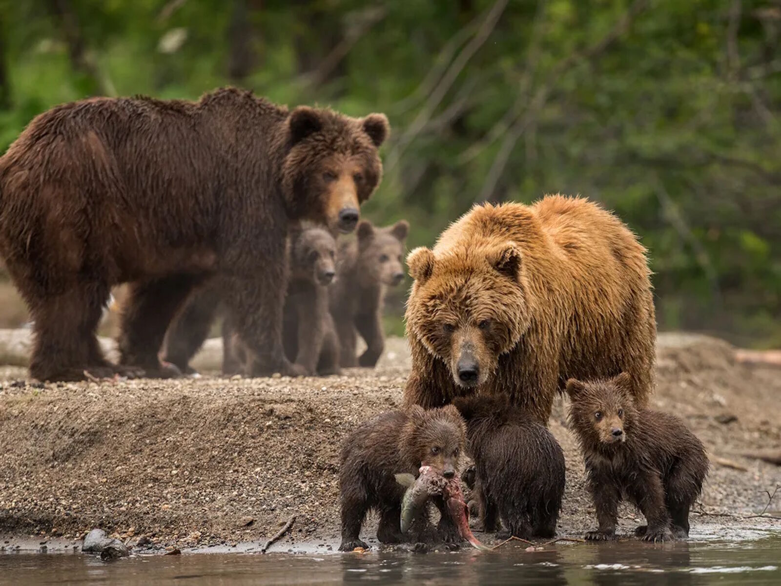 Медведицы с медвежатами
