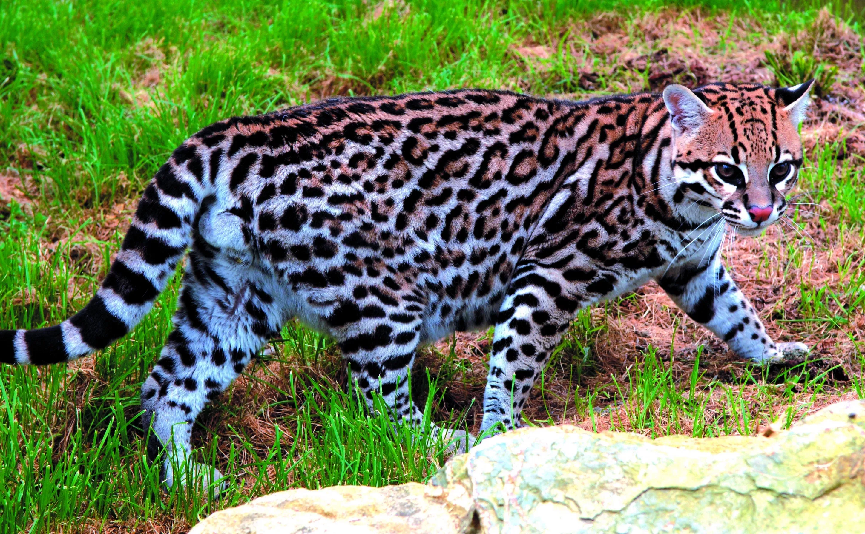 Леопардовая кошка Оцелот