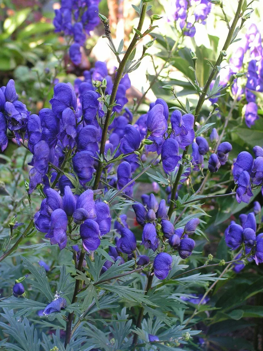 Борец клобучковый