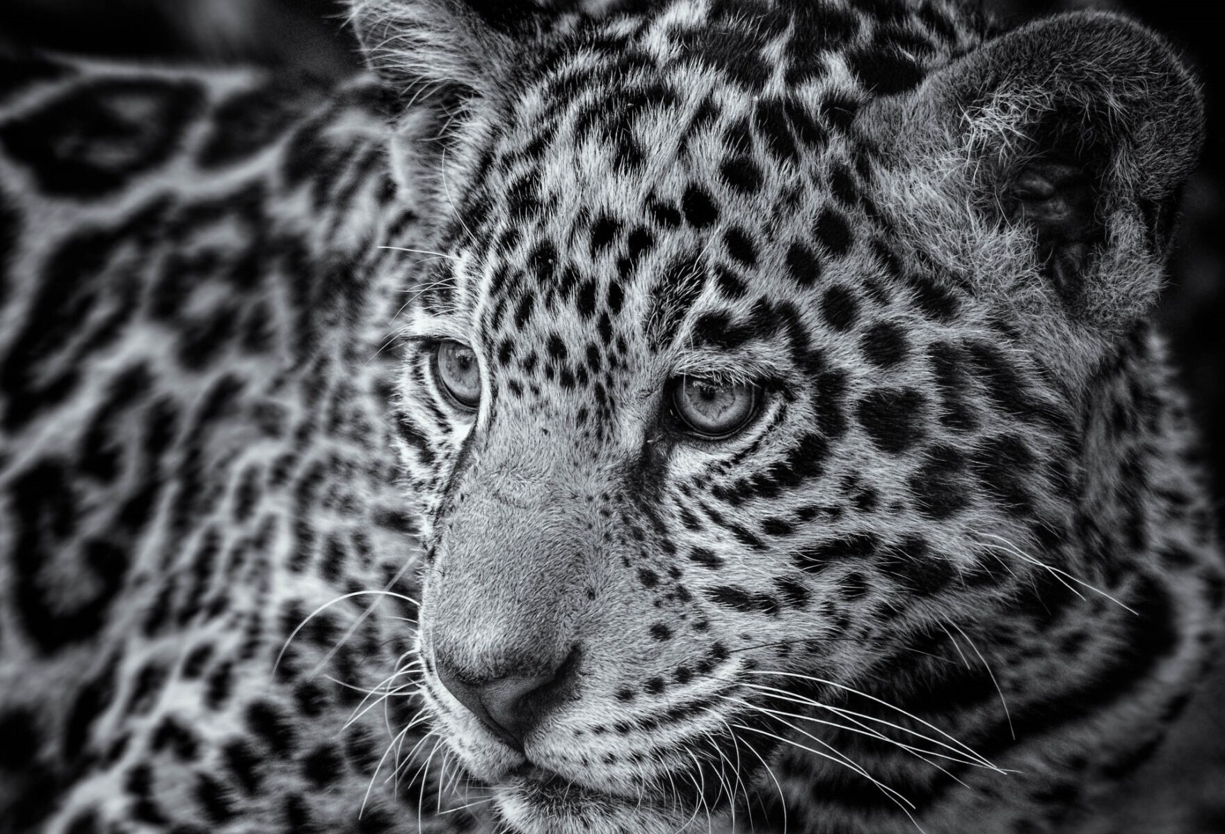 Серый ягуар