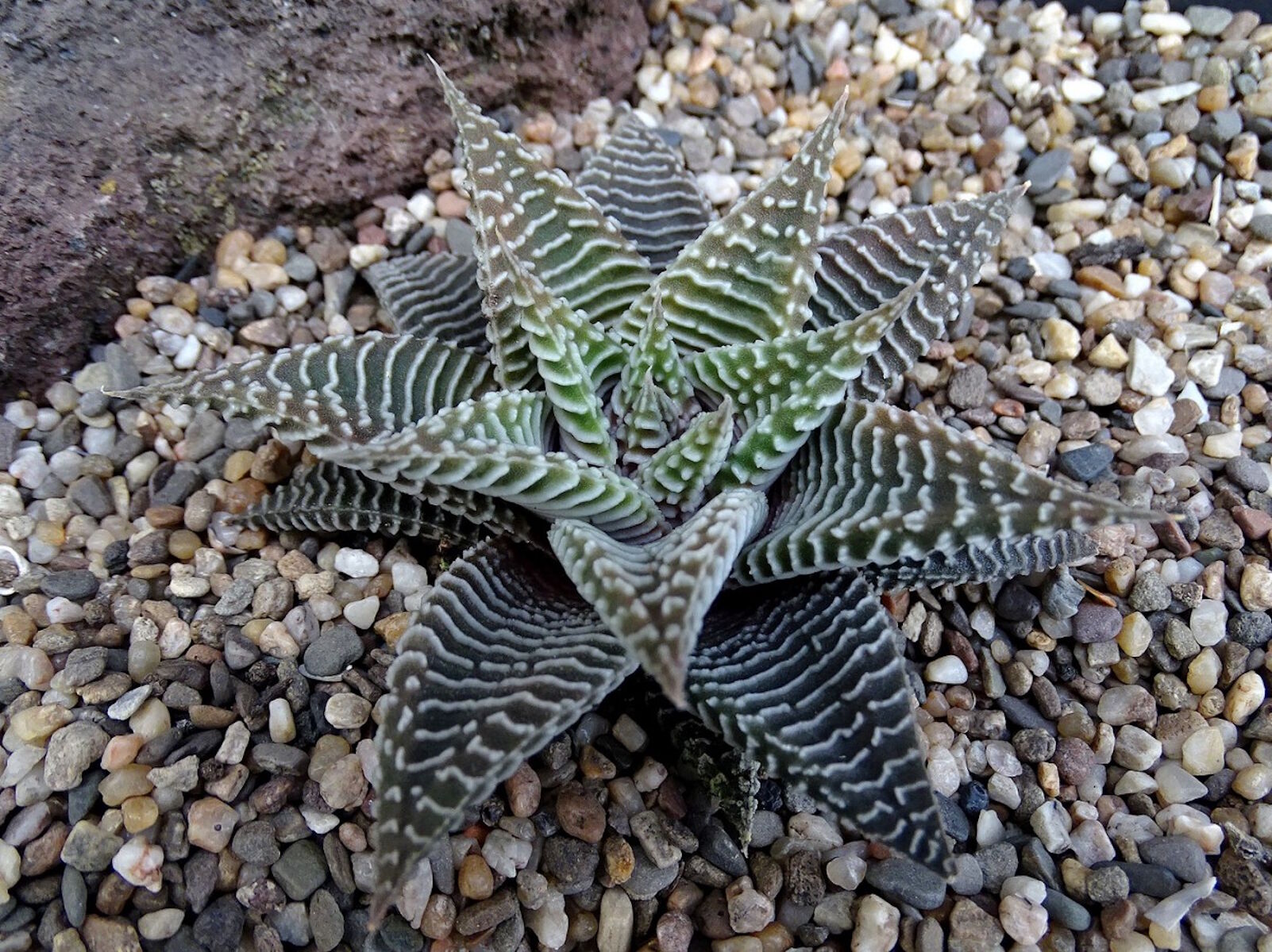 Кактус в камушках