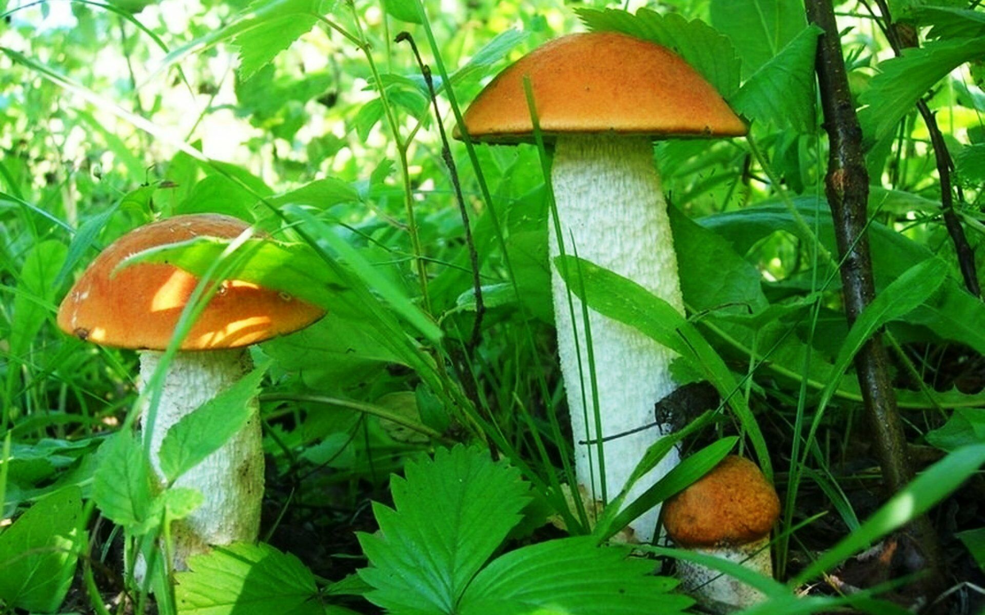 Подосиновики в траве