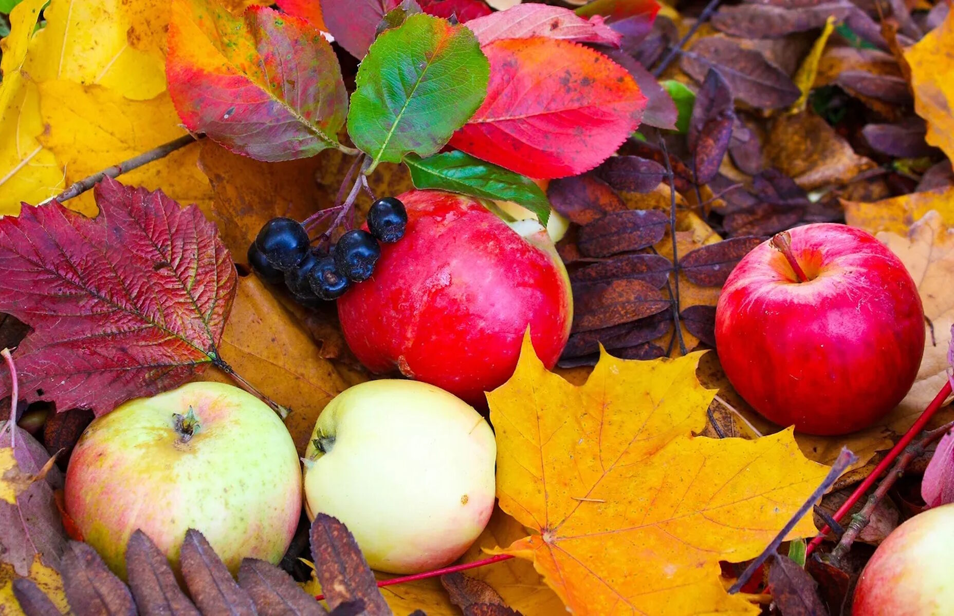 Яблоки и осенние листья