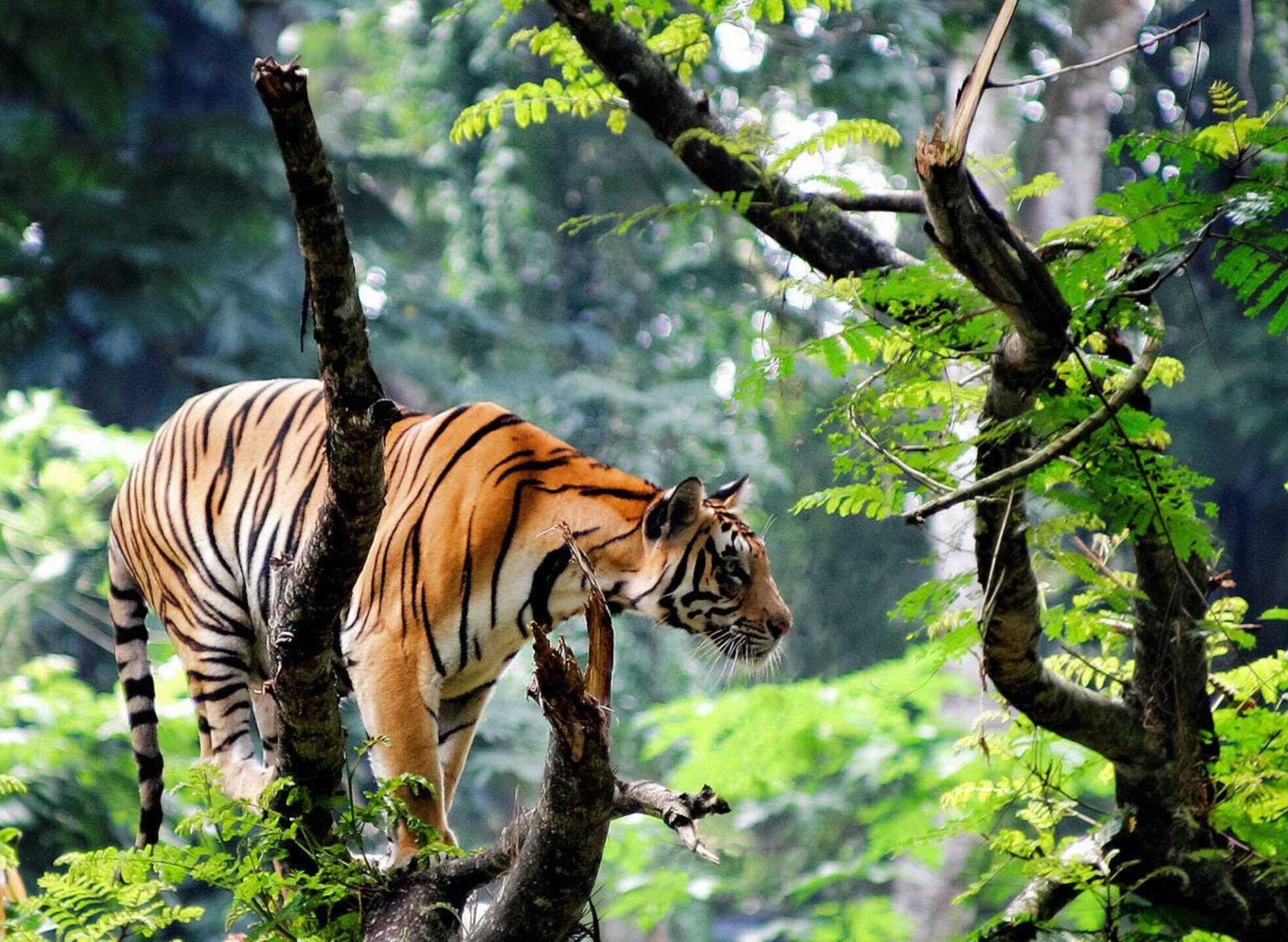 Тигр на разведке