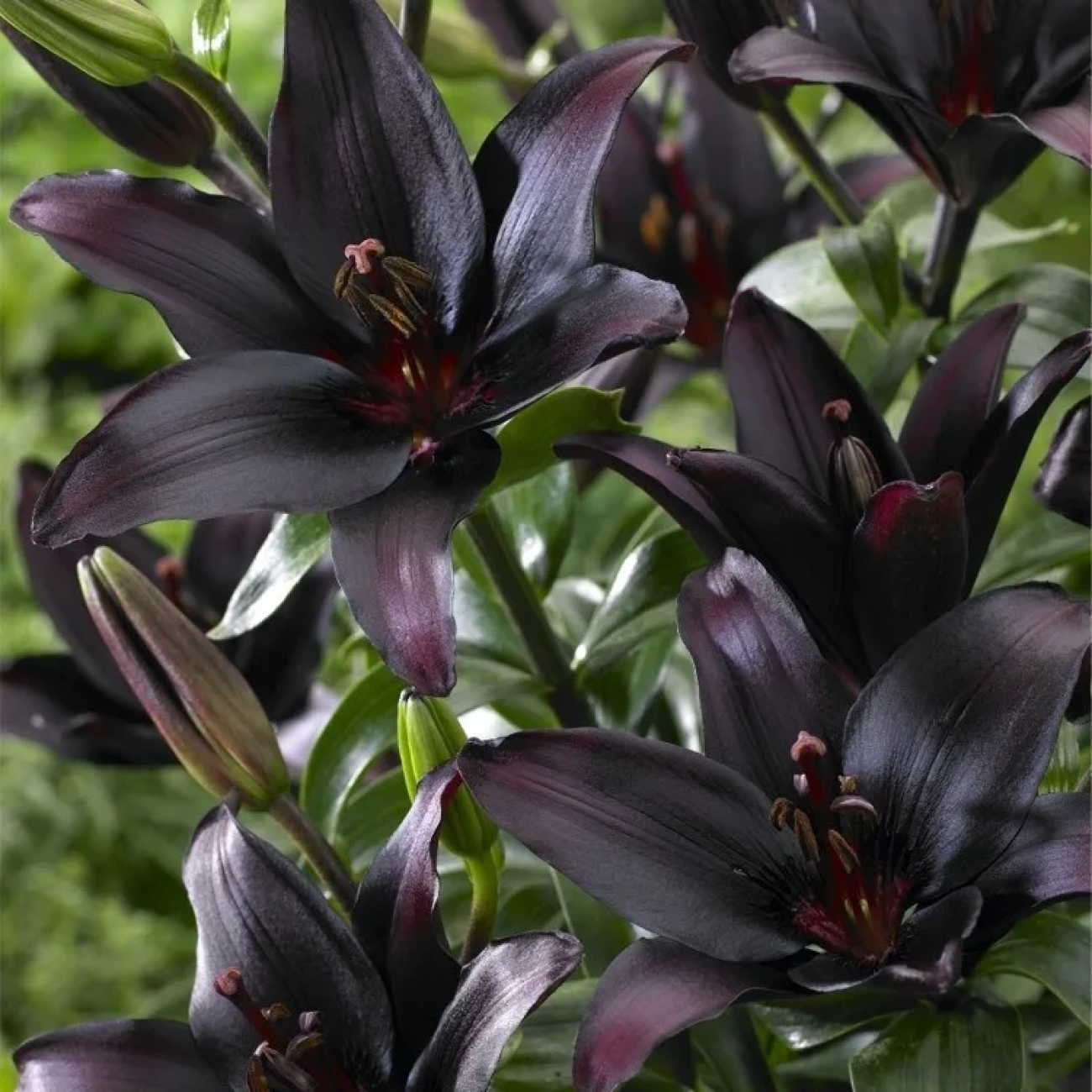 Черные лилии шарм