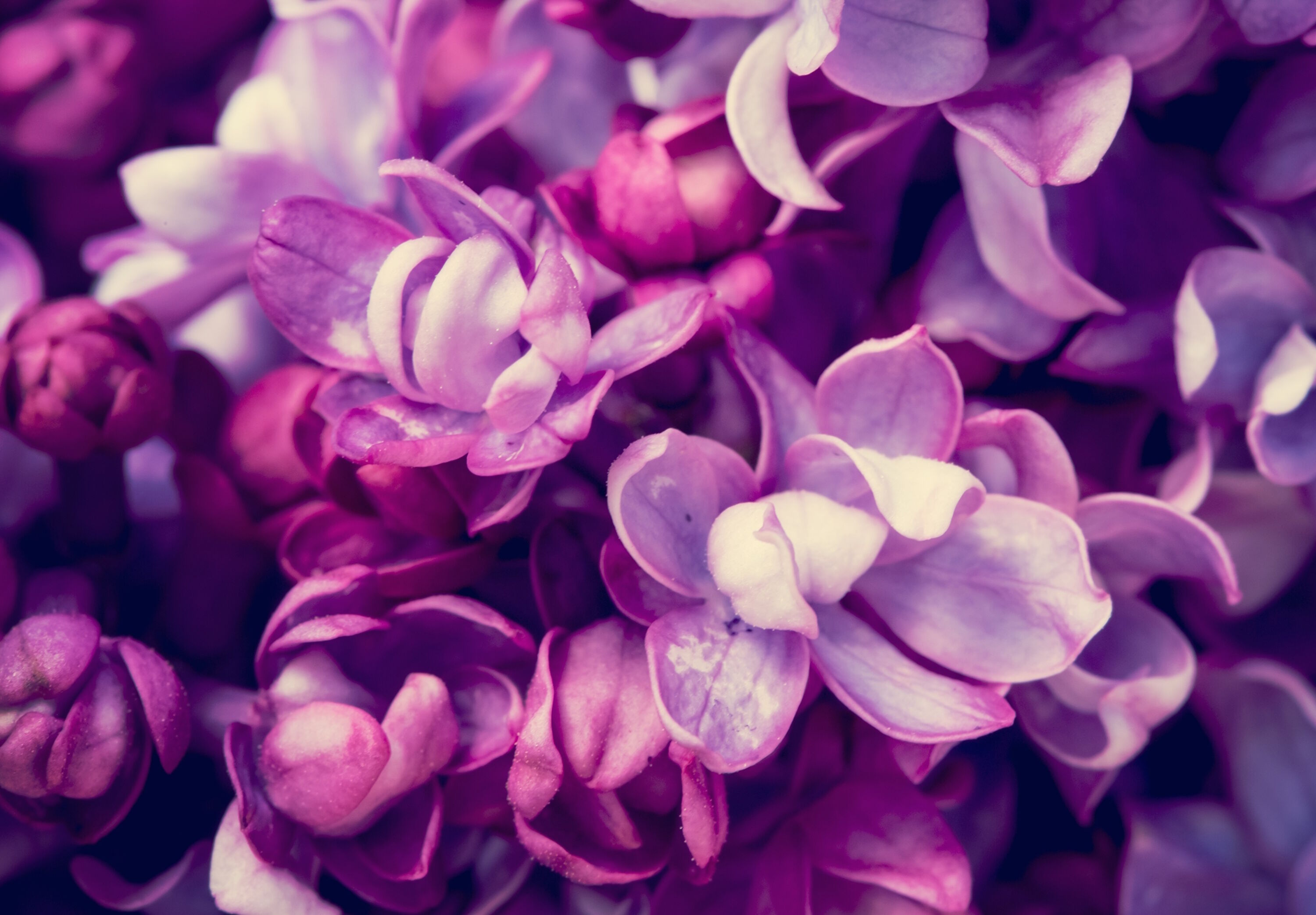 Лепестки сирени