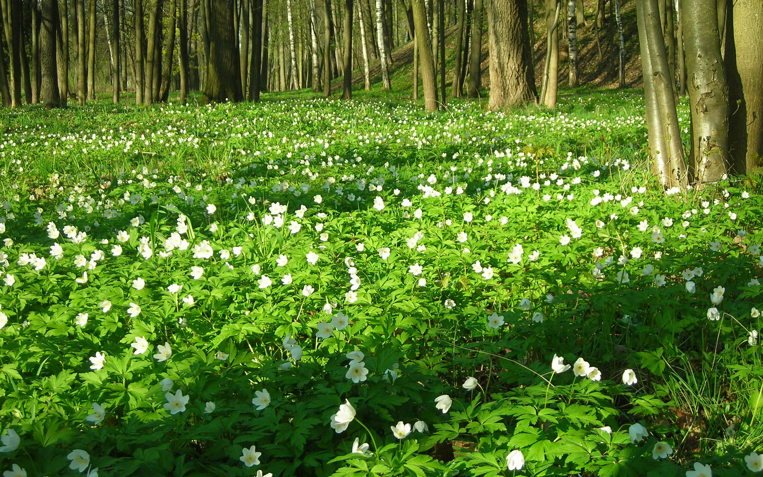 Ветреница лесная