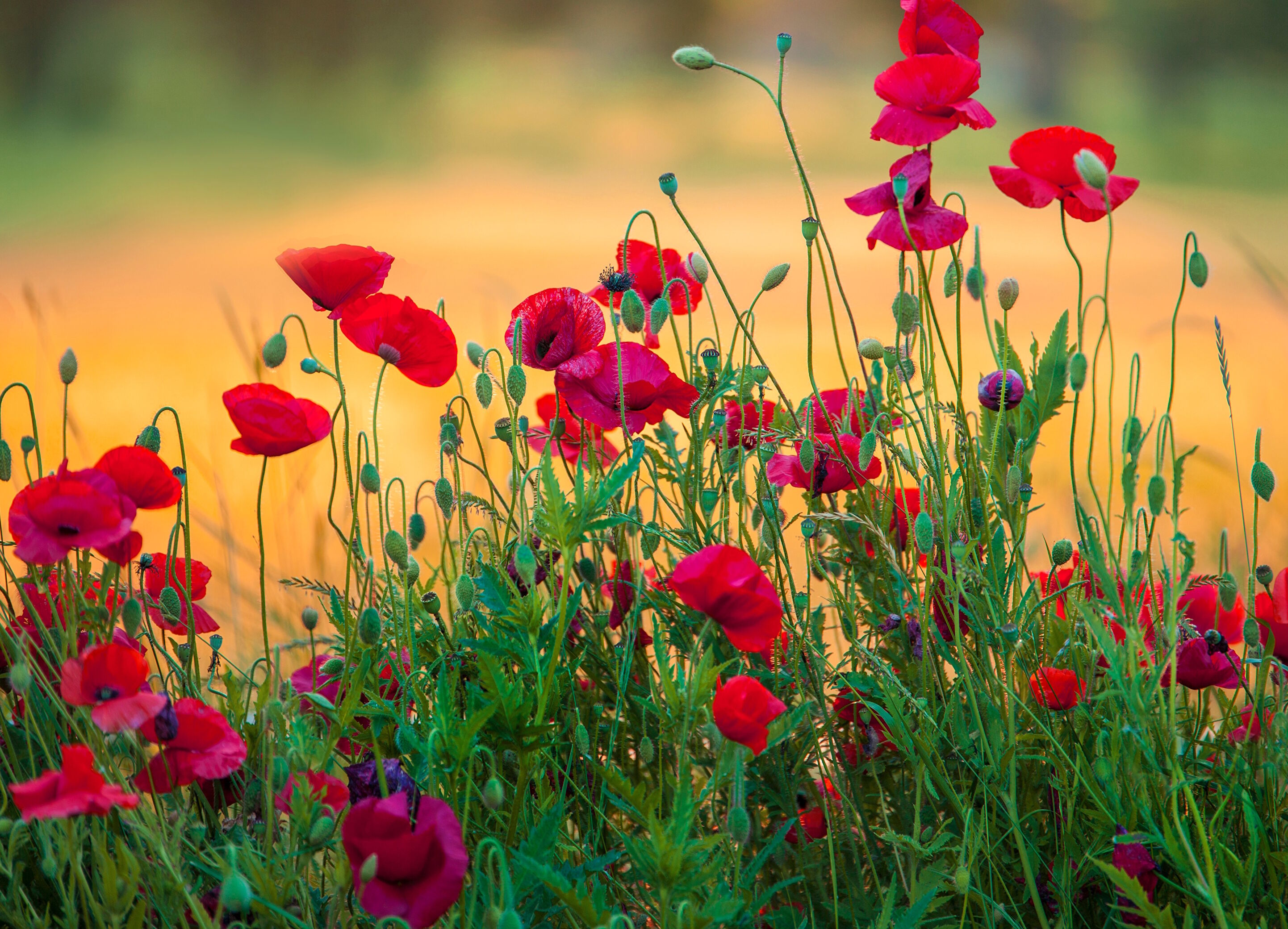 Полевые красные маки